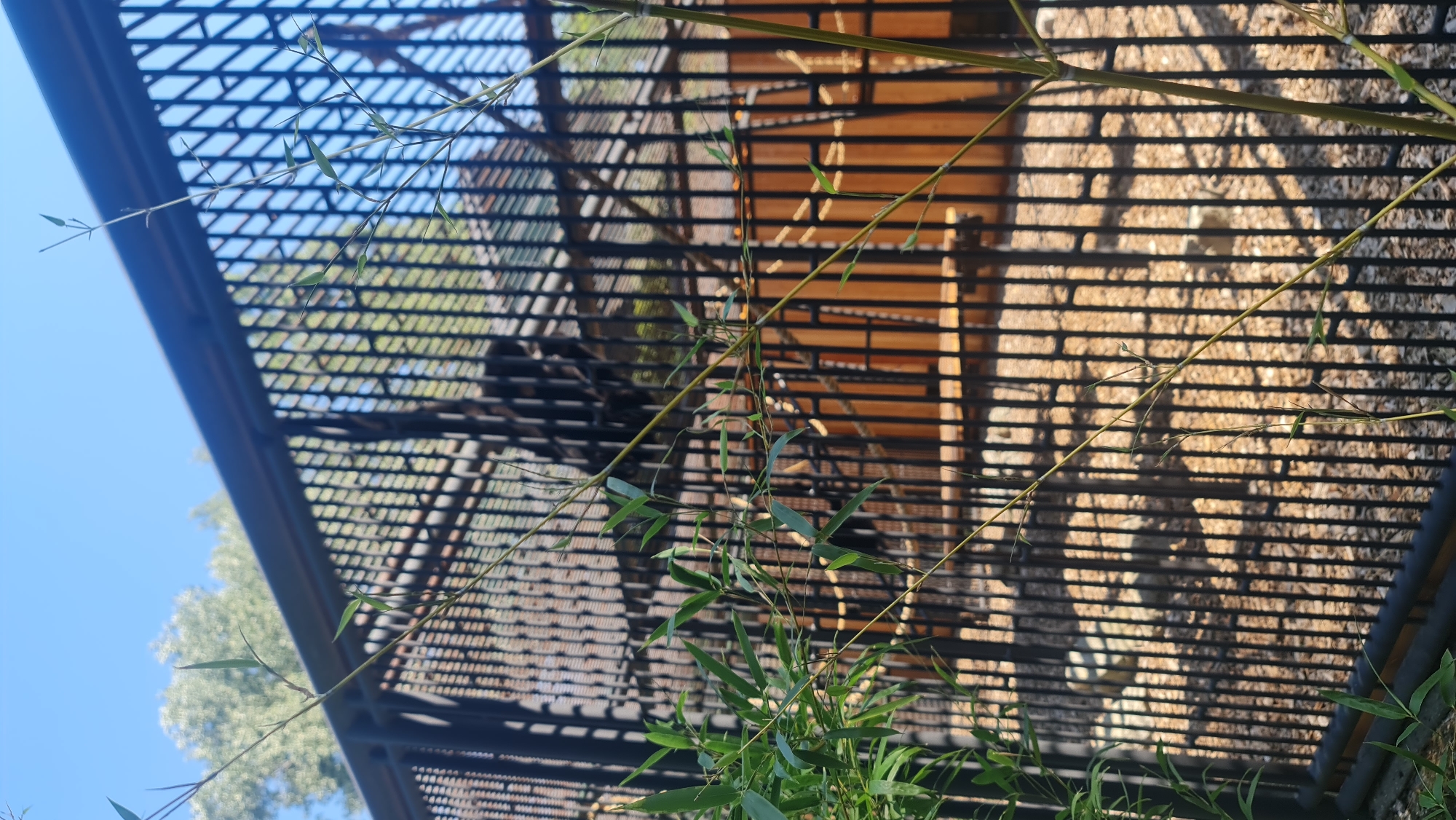 The image shows an outdoor enclosure with a black metal fence. The enclosure appears to be made of vertical metal bars and a mesh material on the top. Inside the enclosure, there are wooden planks forming part of the structure and the ground is covered with wood chips and rocks. A dark-colored animal, possibly a primate, is visible in the background, sitting on a wooden platform. In the foreground, there are branches of a green plant, likely bamboo, obscuring the view of the enclosure. The sky is clear and blue. The scene suggests a zoo or wildlife park setting. There is no indication of this specific location being in Bratislava, Slovakia.
