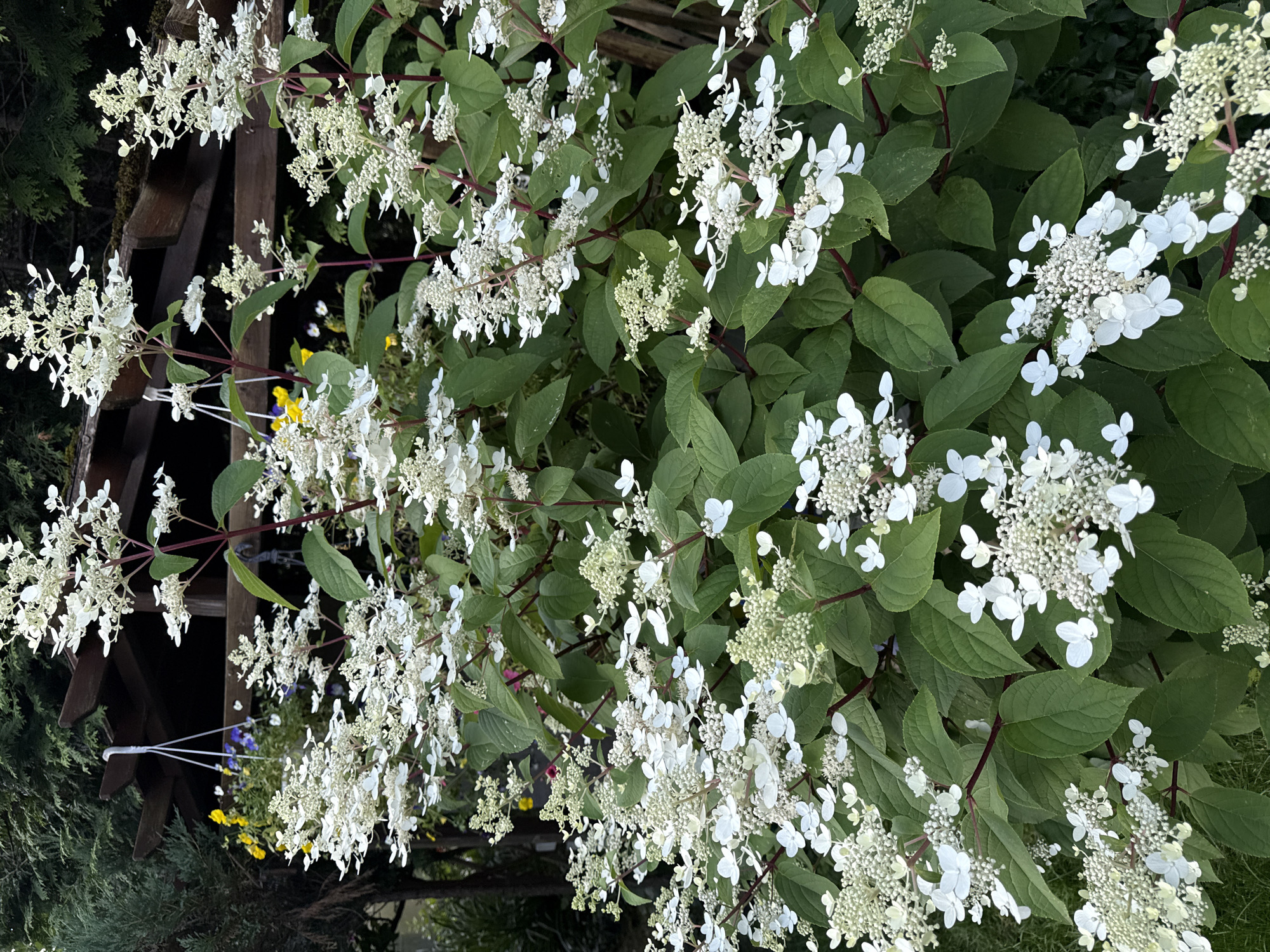 A close-up, vertical shot shows a lush hydrangea bush with abundant white flowers and dark green leaves. The flowers are clusters of small, star-shaped petals, with some clusters appearing more developed than others. The stems of the bush are reddish-brown. In the background, partially obscured by the foliage, is a wooden pergola structure with some hanging planters containing yellow and blue flowers. A dark green evergreen tree is visible to the left. The overall scene suggests an outdoor garden setting, likely in a residential area, with the provided location of Залесье Снт, Russia, indicating it is a dacha or country house garden. There are no people or animals visible in the image, and no specific actions are depicted. The lighting suggests it is daytime, possibly late afternoon or early evening.