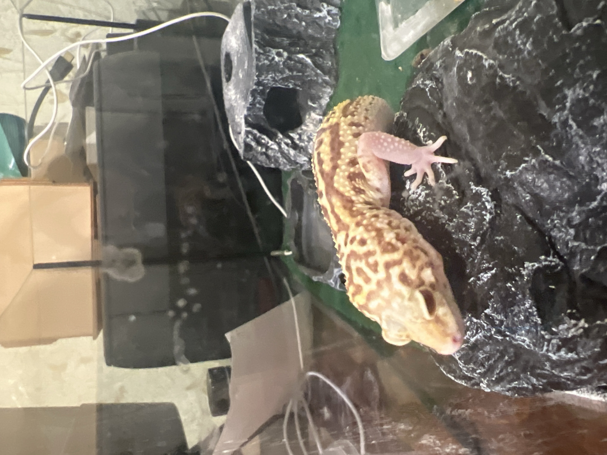 A leopard gecko is resting on a textured dark gray rock inside a glass enclosure. The gecko has a light tan body with brown spots and stripes. Its pink toes are visible. There are also two dark gray rock formations with holes inside the enclosure. The background is cluttered with white cords and a tan-colored box. No information suggests this image was taken in Mendeleyevsk, Russia.