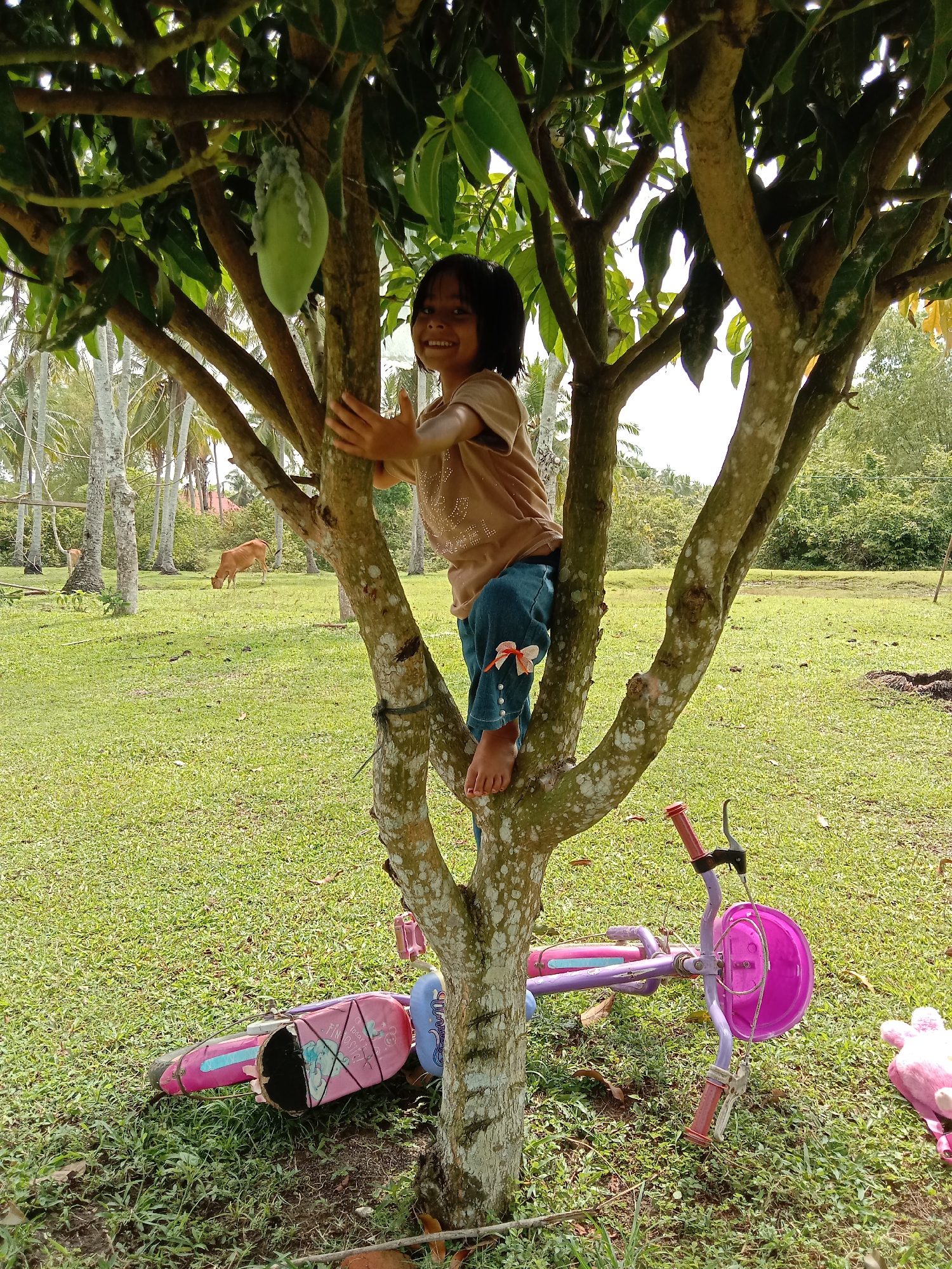 A young girl is perched in the branches of a tree. She is smiling and looking at the camera. She is wearing a light brown shirt and blue pants with a ribbon on the leg. The tree has green leaves and a mango hanging from one of the branches. At the base of the tree lies a child's bicycle and a pink stuffed animal. In the background, there is a grassy field with cows grazing. The location is Blangkarieng, Indonesia.