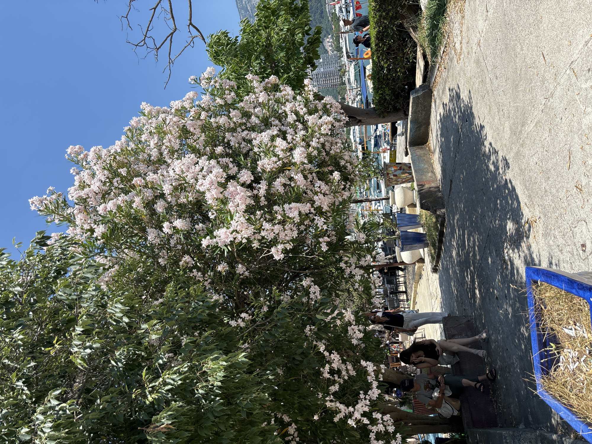 The image depicts a sunny outdoor scene at a waterfront in Budva, Montenegro. In the foreground, a paved walkway with shadows from overhead trees leads towards a harbor filled with numerous boats. To the left, two women are seated on a concrete bench beneath a large tree with green leaves and white flowers. One woman is wearing a grey t-shirt and dark pants, while the other is in a black tank top and light-colored shorts. Both appear to be looking at their phones. A third woman in a dark blue shirt and white pants is walking away from the camera in the middle ground. Beyond the walkway, a line of tables and chairs suggests an outdoor dining area. In the background, modern buildings rise against a clear blue sky. A trimmed green hedge runs along the edge of the walkway, bordering the harbor. The overall impression is a relaxed, scenic daytime view of a coastal city.