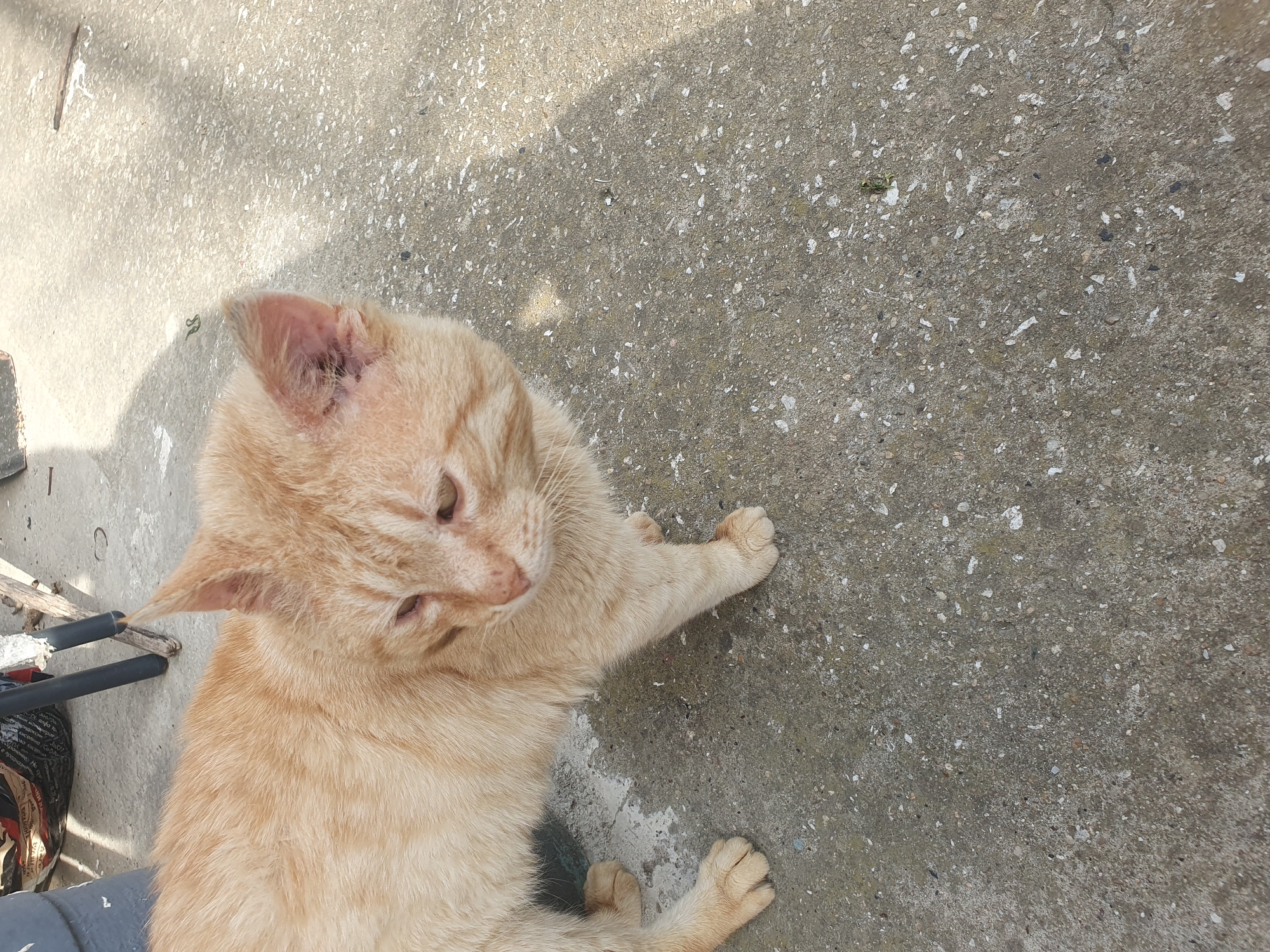 An orange tabby cat is sitting on a gray concrete surface in Хаджийско, Bulgaria. The cat is positioned to the left of the frame, looking down with its front paw extended slightly. The concrete has a speckled texture and some discoloration. A portion of a black and gray object, possibly a chair or other piece of equipment, is visible in the lower left corner. The lighting suggests it is daytime.
