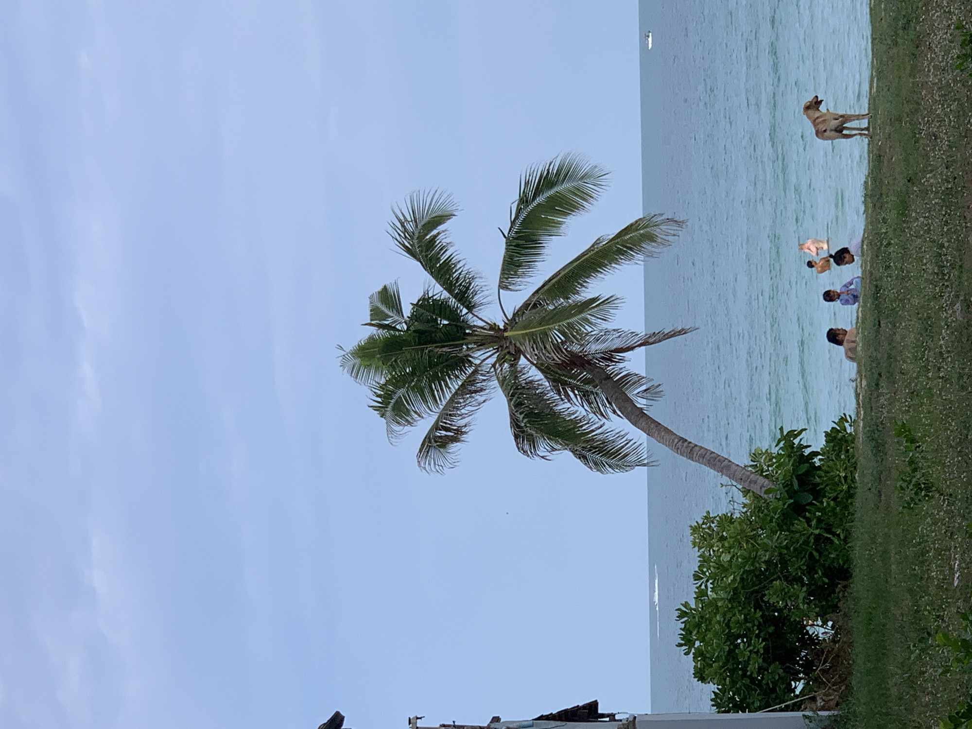 A dog stands on a grassy shore facing the ocean, where several people are swimming. A palm tree leans over the water, and a building is visible on the left side of the image. The sky is a soft blue with some clouds. This scene is likely from Ko Samui District, Thailand, given the presence of a palm tree and tropical ocean setting.