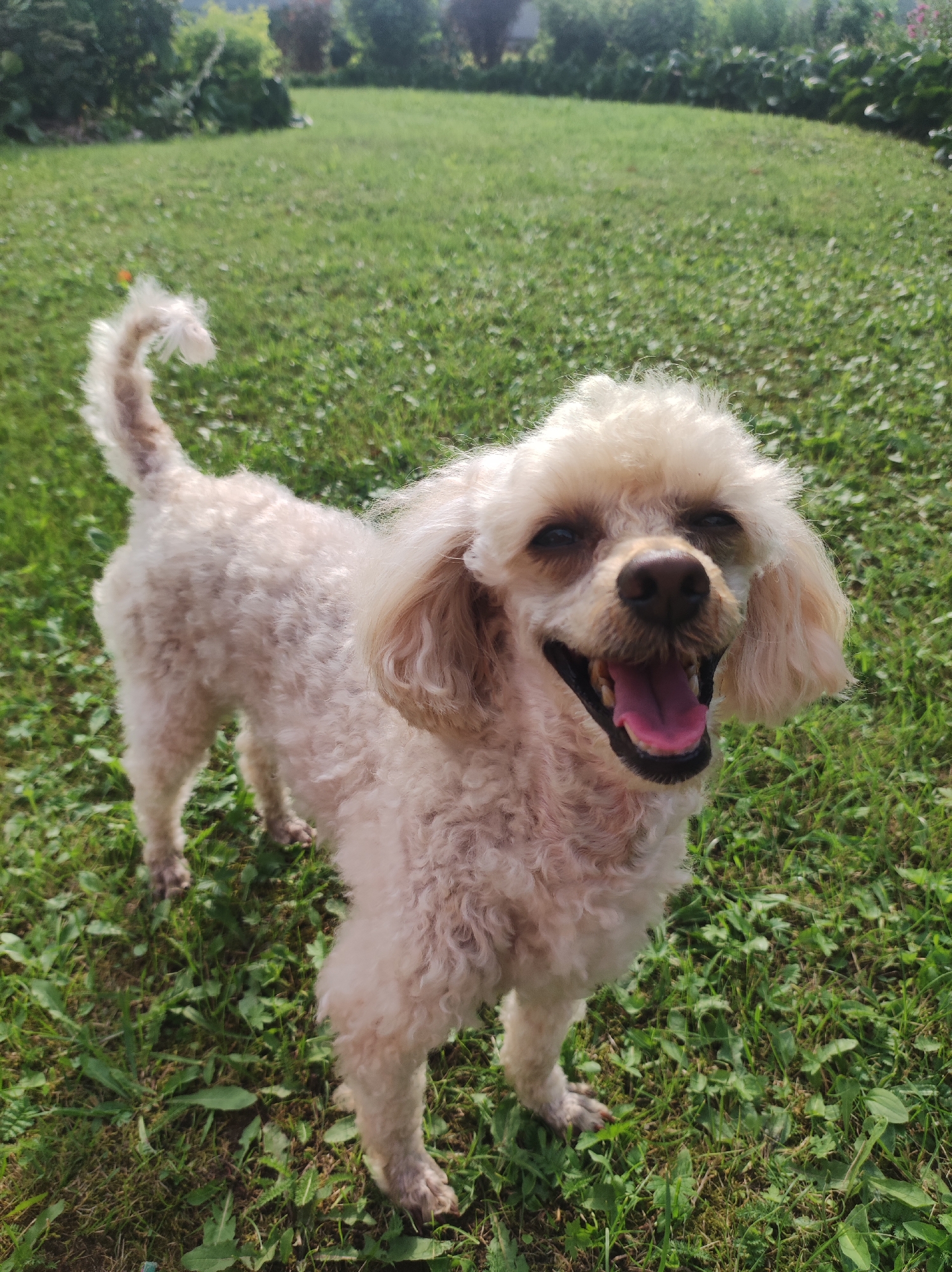 A light-colored, curly-haired dog, likely a poodle, stands on a grassy lawn in the city of Fokino, Russia. The dog is facing forward, with its mouth open in a happy expression and its tongue visible. Its tail is curved upwards and to the left. The background consists of green grass, with some greenery and trees visible in the distance. The sun appears to be shining, casting shadows on the grass.