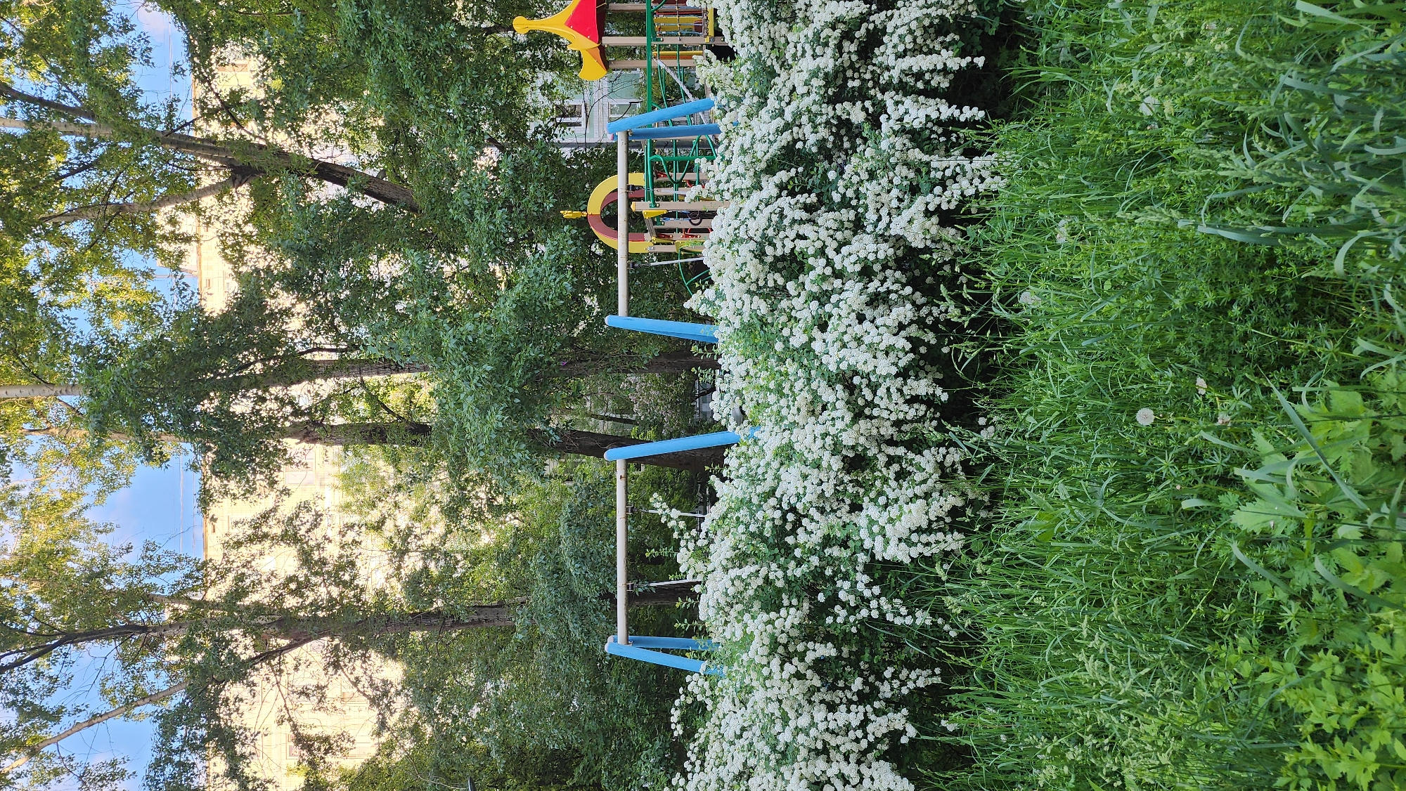 The image shows a playground with a vibrant play structure featuring blue, yellow, red, and green elements. Lush white flowering bushes fill the right side of the frame and a grassy area borders the bush. Mature trees with dense green foliage are present. In the background, partially obscured by the trees, a building can be seen. Based on the location and appearance, it is likely that the image was taken in Moscow, Russia.