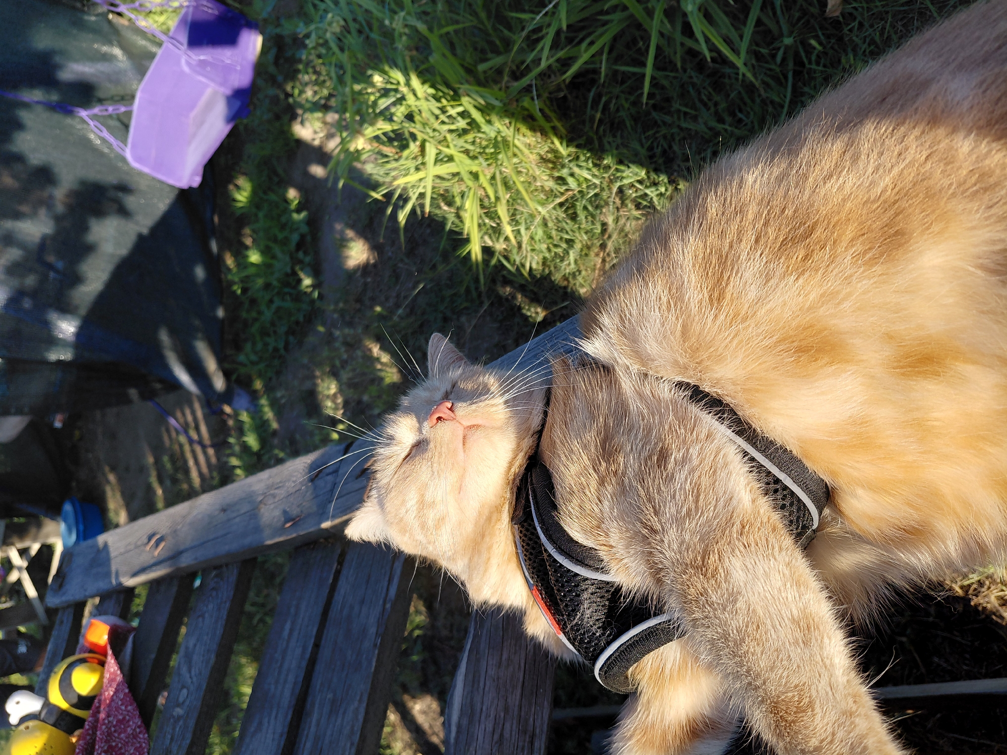 An orange tabby cat wearing a black harness with red and white trim sleeps peacefully on a wooden bench outdoors. Sunlight illuminates the cat's face, casting a warm glow on its fur. The bench is positioned on a grassy area, with lush green grass and some dry leaves visible. In the background, a dark tarp or tent casts a shadow on the ground, and a purple swing set is partially visible. Several toys, including yellow balls and an orange rectangular object, are scattered near the bench. The scene appears to be in a backyard or park setting.