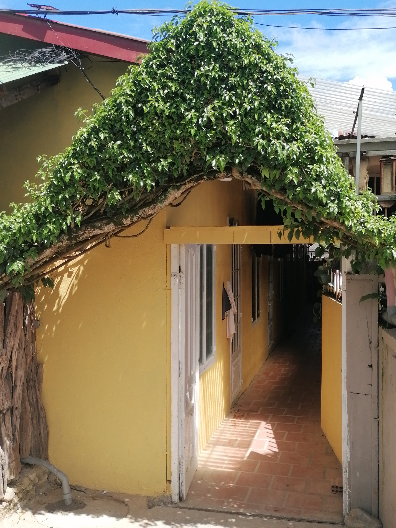 This image captures a narrow walkway between two buildings with yellow facades, located in the Lâm Viên area of Đà Lạt, Vietnam. A lush green vine has been trained to grow over and arch across the entrance of one of the buildings, creating a natural canopy. The walkway is paved with terracotta tiles, and sunlight casts distinct striped shadows on the ground. On the left side of the walkway, a white door with decorative metalwork is visible. To the right, another yellow building wall extends. The sky is visible above, with a clear blue expanse and scattered clouds. Electrical wires run across the top of the scene. The overall impression is one of a quaint, sun-drenched alleyway adorned with abundant plant life.