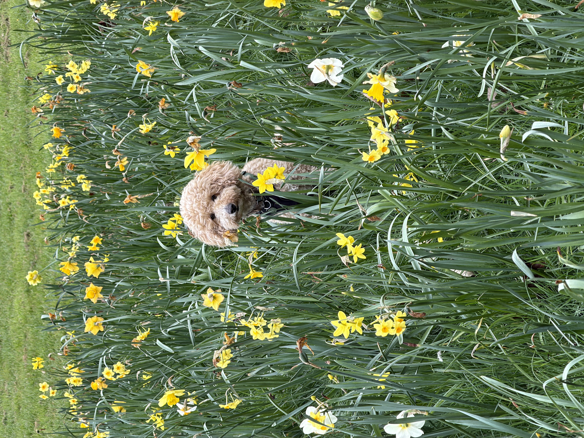 A medium shot, taken outside during daylight, shows a medium-sized tan poodle dog standing in a field of yellow daffodils. The dog is wearing a black harness. The green blades of the daffodils' stems and leaves are in sharp focus. The foreground is slightly out of focus, and the background is a green lawn. The overall impression is of a serene, natural scene. The specific location is not apparent from the image and can't be determined with reasonable confidence.