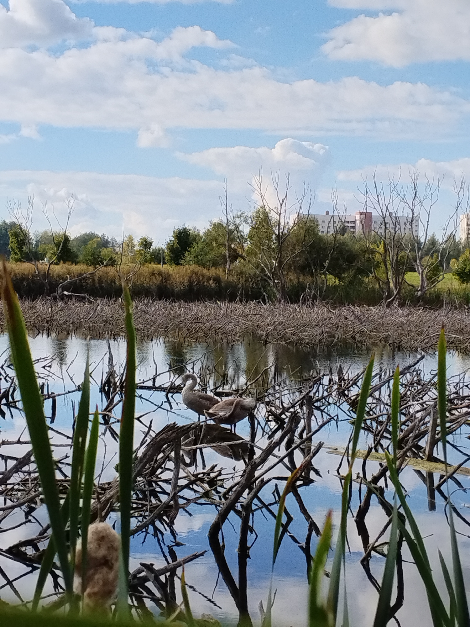 The image shows a natural scene with a body of water surrounded by trees and reeds. Two young swans are visible in the water, resting on a collection of branches. The sky is partly cloudy with blue sky visible between the clouds. In the background, there are buildings suggesting an urban or suburban setting. The overall impression is one of a tranquil natural environment within or near a developed area.