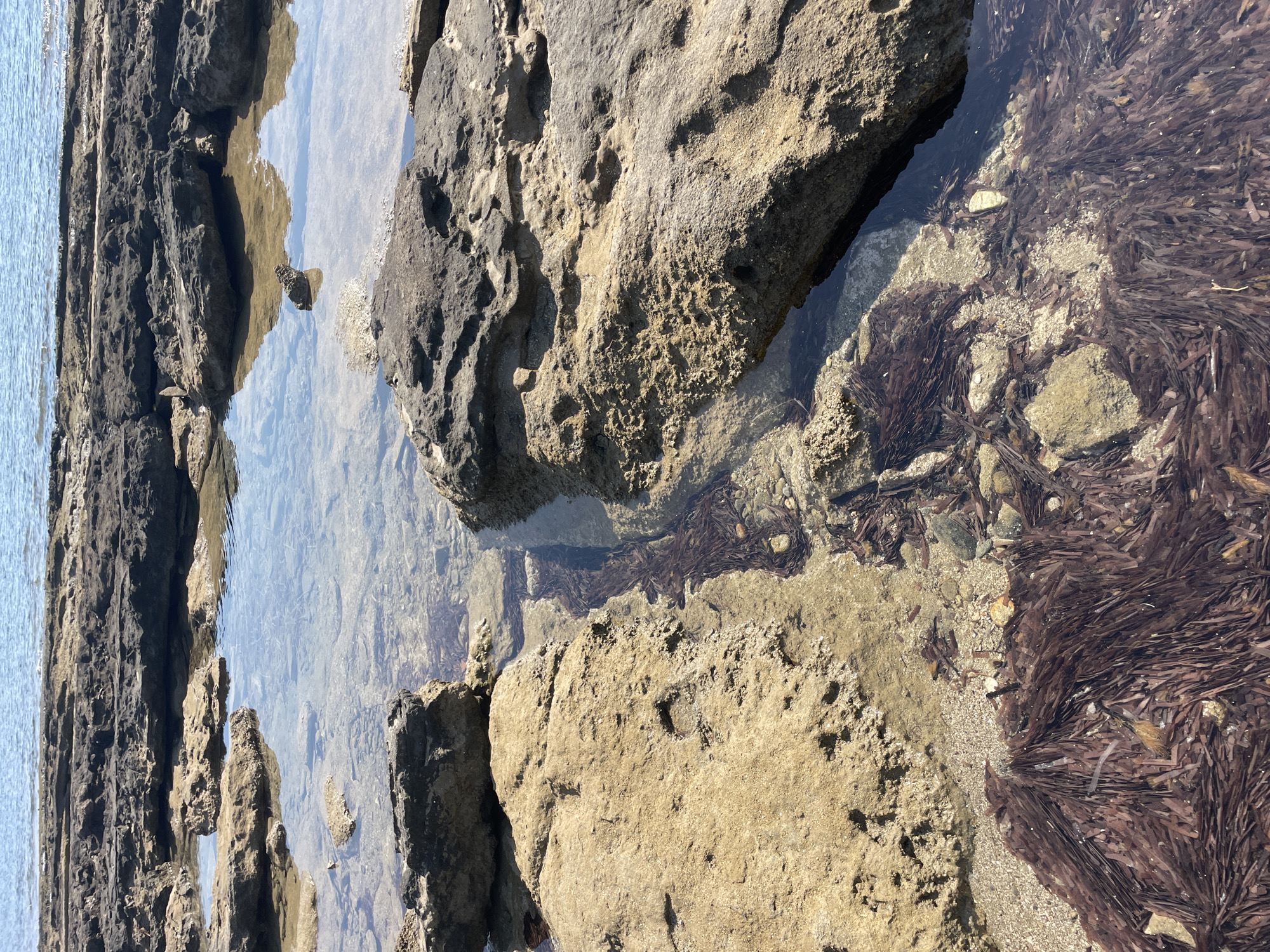 The image depicts a rocky coastline with shallow tide pools in Agios Sergios, Northern Cyprus. The foreground is dominated by dark, rough-textured rocks, some partially submerged in clear water. Within the tide pools, brown seaweed is visible, scattered across the rocky and sandy bottom. In the distance, the calm blue sea meets a horizon of more rocks, with the light reflecting off the water's surface. The scene is illuminated by natural sunlight, casting shadows on the rocks. There are no people or man-made structures visible in the image.