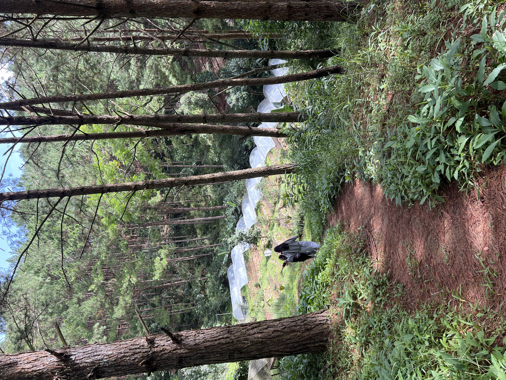 The image depicts a winding dirt path through a pine forest in Da Lat, Vietnam. Two individuals, one pointing, walk away from the camera down the path. To the right of the path, nestled within the trees, are several white, arched structures covered with translucent plastic sheeting, likely greenhouses. The ground is covered in pine needles and lush green vegetation. The overall scene suggests a rural or agricultural setting within a forested area.