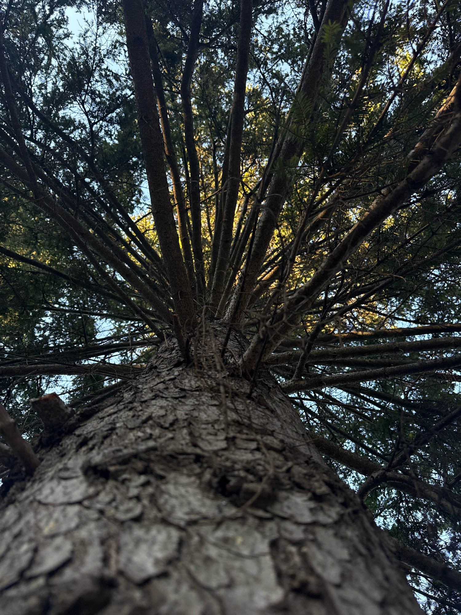 The image shows a low-angle view looking up into the branches of a large coniferous tree. The bark of the trunk is rough and deeply fissured, with a muted gray-brown color. Many branches extend outwards and upwards, creating a dense canopy that partially obscures the sky. The branches are covered in dark green needles, characteristic of a pine or fir tree. Sunlight filters through the gaps in the foliage, creating highlights and dappled light effects, suggesting it is daytime. The sky visible through the branches appears to be a clear, pale blue. The overall impression is one of looking up at the immense and intricate structure of a mature tree. There is no discernible activity or event taking place, and no text is visible. The location context of Simferopol, Ukraine, implies a temperate climate.