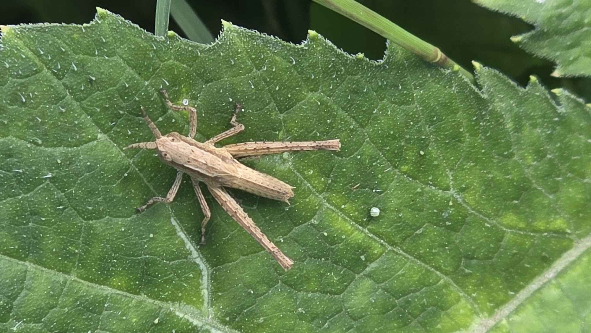 A brown grasshopper rests on a large, textured green leaf. The leaf has serrated edges and visible veins. The background is out of focus, showing hints of more green vegetation. The image does not contain enough information to determine its location in Lhokseumawe, Indonesia, or to provide further forensic details.