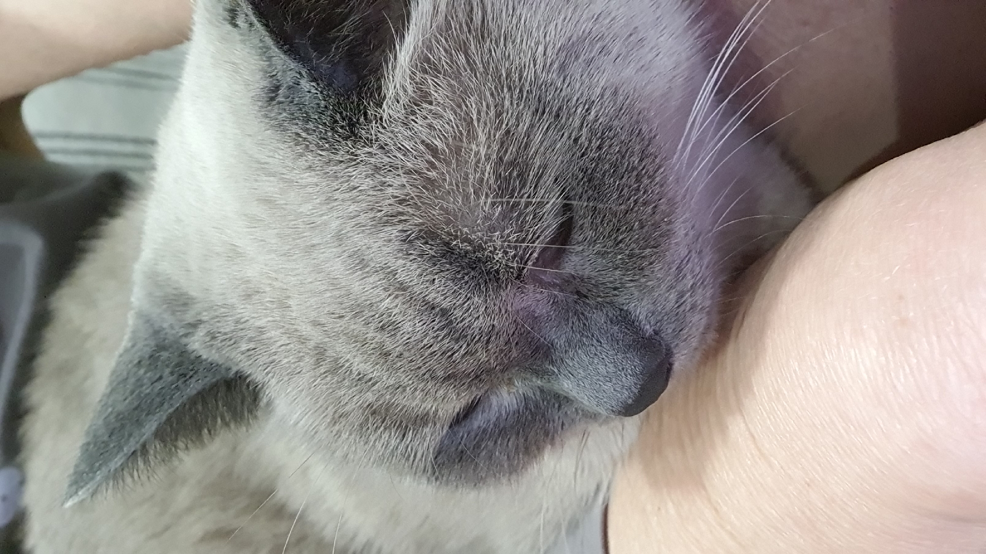 A close-up shot focuses on the face of a sleeping cat, its eyes closed, nestled against a human arm. The cat has light gray fur with darker gray markings on its ears and face. Its nose is dark gray, and white whiskers are visible. The human arm, in the foreground, appears to be light-skinned. The background is blurred, with hints of fabric and possibly a wall. The scene suggests a moment of rest and comfort.
