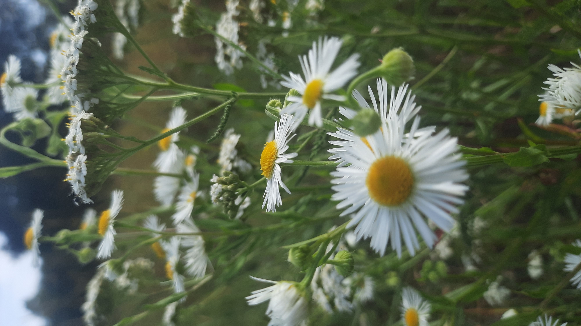 The image is a close-up, vertical, outdoor shot of a patch of daisies and yarrow flowers. The focus is on the white petals and yellow centers of the daisies, with some of the flower heads appearing blurry due to the shallow depth of field. Green stems and leaves are visible throughout the frame, and the background is a soft blur of green foliage and a pale sky, suggesting a natural setting. The location is identified as the city of Шклоў, Belarus, implying a park, garden, or field within that urban area. There are no people or discernible actions taking place; the scene is static and focused on the flora.