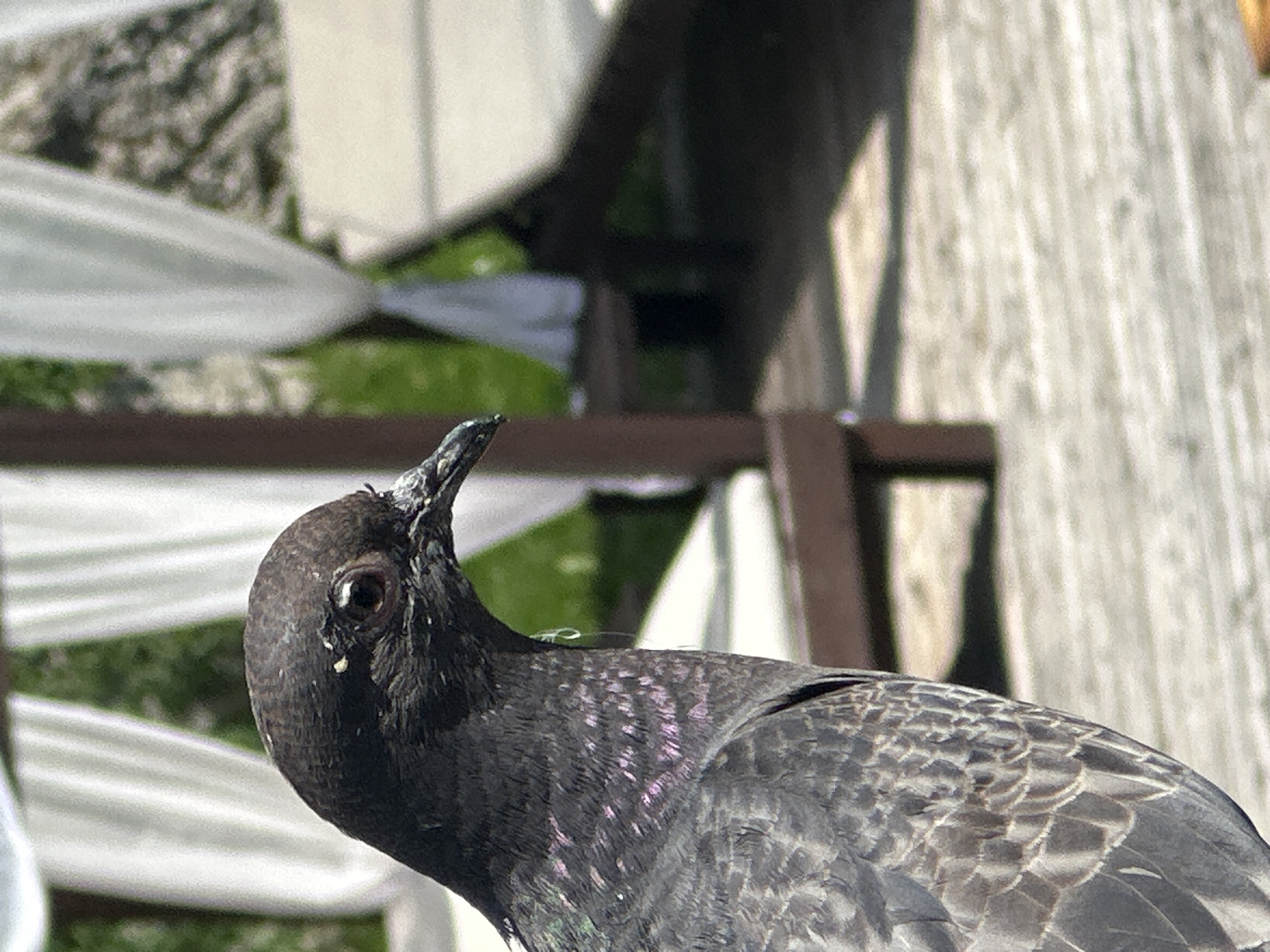 A close-up shot focuses on the head and upper body of a pigeon, its dark iridescent feathers catching the light, revealing hints of purple and green. The bird's eye is dark and sharp, and a single droplet of water hangs from its beak. The background is softly blurred, suggesting an outdoor setting with lush green foliage and white draped curtains. In the mid-ground, wooden structures and light-colored lounge chairs are visible, hinting at a relaxing area, possibly a resort or garden. The foreground features a textured wooden surface, likely a deck or patio. The image does not provide any information that would allow for its location to be identified as Ternopil, Ukraine, or any other specific city.