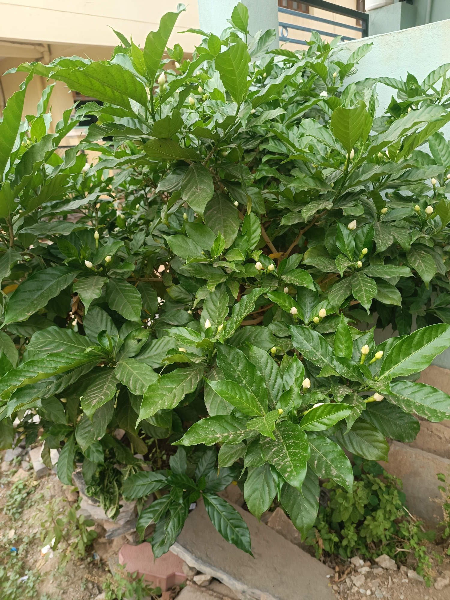 The image depicts a close-up view of a lush green plant with numerous white flower buds. The plant has large, oval-shaped leaves with a glossy texture and prominent veins. Many small, tightly closed buds are visible throughout the foliage, suggesting the plant is in the process of blooming. The background shows a building with a light-colored facade and a light blue wall, along with some concrete steps and a patch of dry earth with scattered pebbles and small plants. The scene appears to be an outdoor setting, likely a garden or a residential area. The lighting suggests it is daytime. The image does not contain any people or discernible actions. The location is identified as Bethamcherla, India.