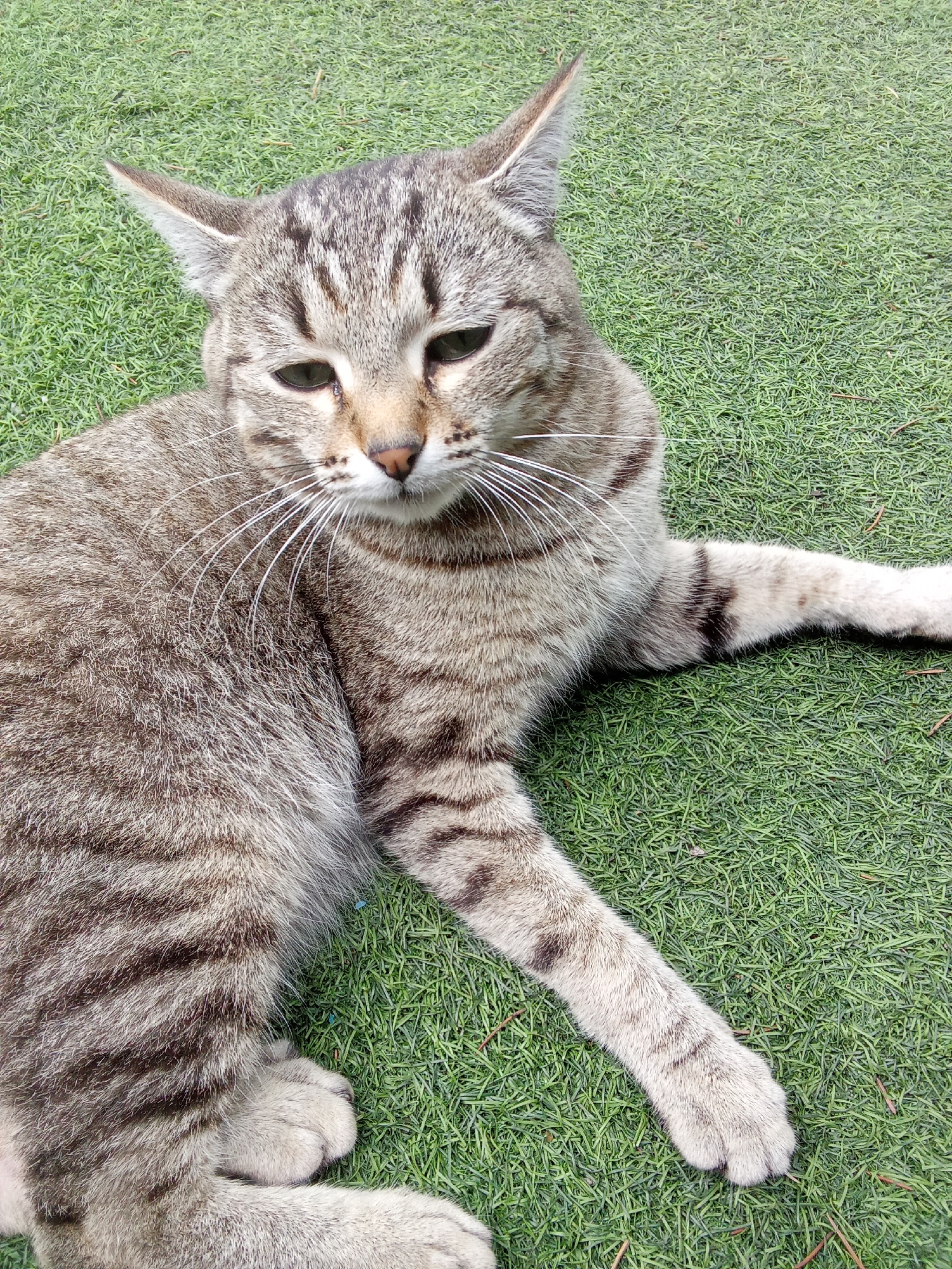A tabby cat with gray and black stripes lies on a patch of green, artificial grass. The cat's eyes are partially closed, and its whiskers are spread wide. The cat is positioned on its side, with its front paws extended to the right and its hind legs tucked beneath its body. The background consists of the same artificial grass, with a few sparse, brown twigs visible. The image is a close-up shot, focusing on the cat and its immediate surroundings. The image was taken in Altai, Kazakhstan.
