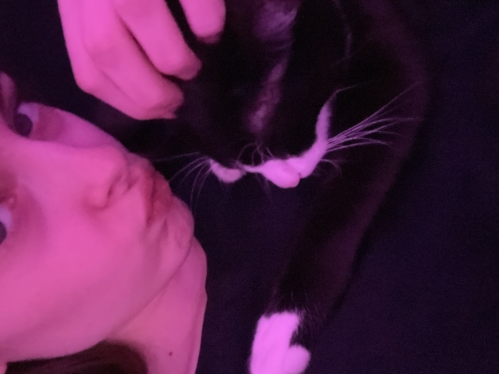 A close-up photograph depicts a person's face and a black and white cat. The person, whose face is illuminated with pink light, is positioned on the left side of the frame. A hand is near the cat. The cat is mostly black with white markings on its face, chest, and paws, positioned on the right side of the frame. The background is dark, suggesting a low-lit environment. There is no information to determine if the photo was taken in Saint Petersburg, Russia.