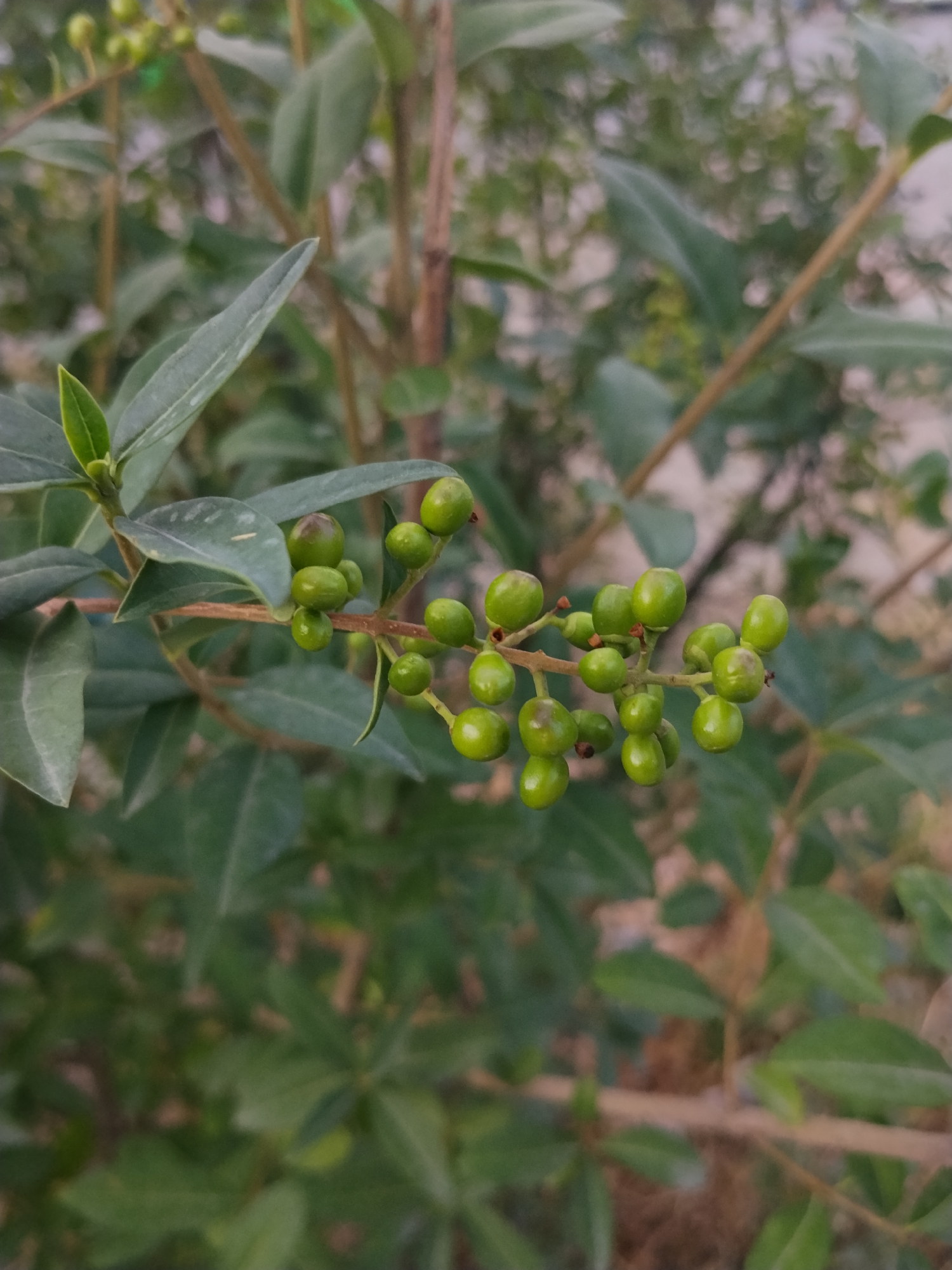 A close-up, eye-level shot focuses on a branch of a plant with clusters of small, green, round berries. The berries are clustered along the stem and vary slightly in size and shape, with some appearing more oval than others. A few of the berries have dark spots, indicating early stages of ripening or damage. The branch itself is thin and brown, with a textured surface. The leaves of the plant are a muted green, some appearing smooth and elongated, while others are slightly wider and ovular. The background is softly blurred, showing more of the plant's foliage and stems, with hints of a muted, earthy tone. The lighting is soft and diffused, suggesting it might be an overcast day or the subject is in shade.