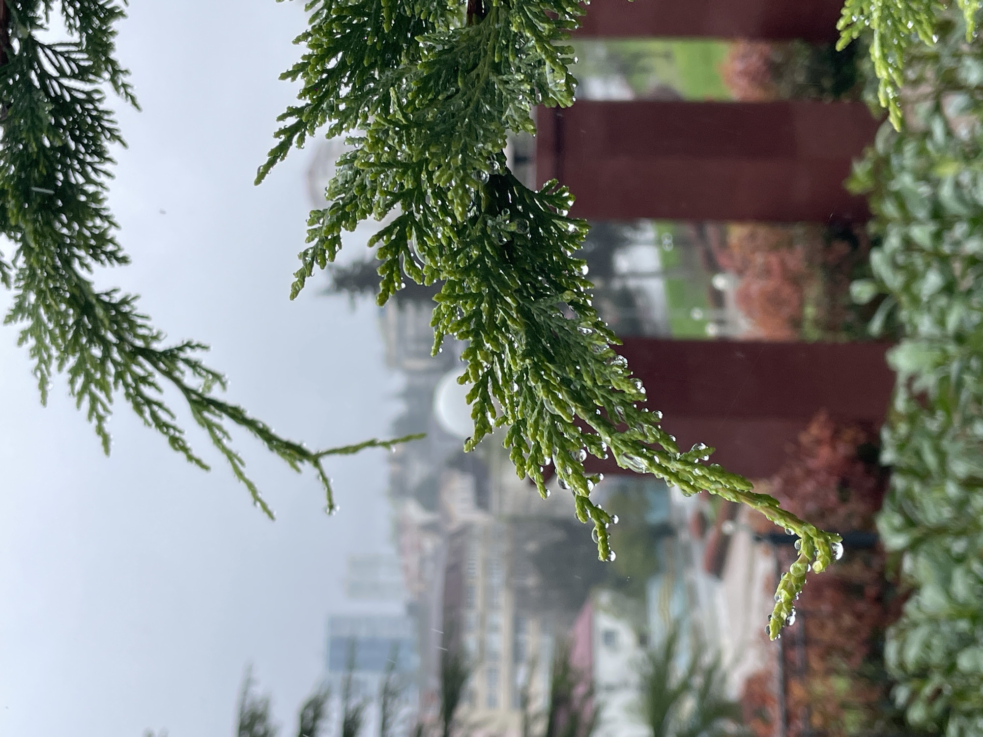 The image shows a close-up of conifer branches covered in water droplets. The branches are a vibrant green, contrasting with the blurred background, which includes glimpses of buildings and a brown fence. The presence of the water droplets suggests a recent rain or heavy dew. The blurred background hints at an urban setting, with structures and greenery intermingling. Based on the background details and the prompt specifying the location, the image is likely taken in Sochi, Russia. The foreground is sharply focused, while the background elements are intentionally blurred, creating a shallow depth of field.