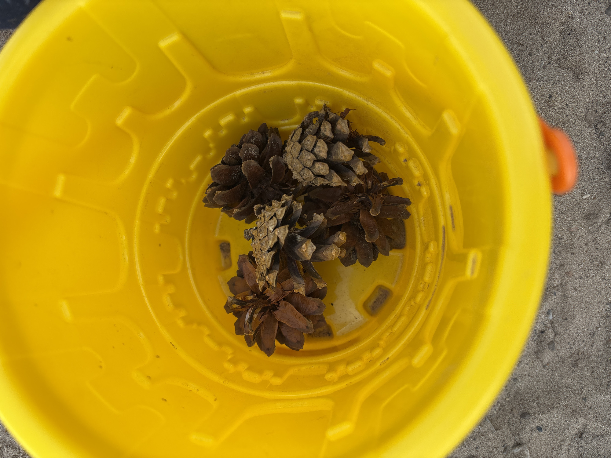 A close-up, overhead shot captures a bright yellow bucket filled with several dry, brown pinecones. The bucket's interior features raised decorative ridges. The exterior of the bucket is visible at the bottom, resting on a sandy, granular surface that appears to be outdoors. The scene suggests a casual, natural setting, possibly a park or yard, given the sand and the collection of pinecones. The overall impression is one of simple, outdoor collecting or play. There are no people visible in the image.
