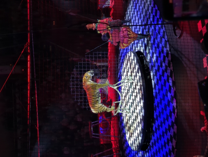 The image depicts an indoor circus performance, likely occurring at the Great Moscow State Circus in Moscow, Russia. In the center, a large tiger with orange and black stripes stands on a three-legged white pedestal, positioned on an elevated circular stage featuring a white and black checkered pattern. The surrounding main arena floor displays a blue and black checkered design. Two individuals in brightly colored, elaborate costumes are visible to the right of the stage. One individual wears a pink and yellow costume with a voluminous lower section, while the other, further right, is partially obscured in a red and gold outfit. Both figures are facing towards the tiger. A dark, square-grid safety net spans the foreground, separating the audience, visible in the darkened background, from the performance area. The scene is illuminated by spotlights on the central stage, with ambient red lighting around the perimeter and across the upper background.