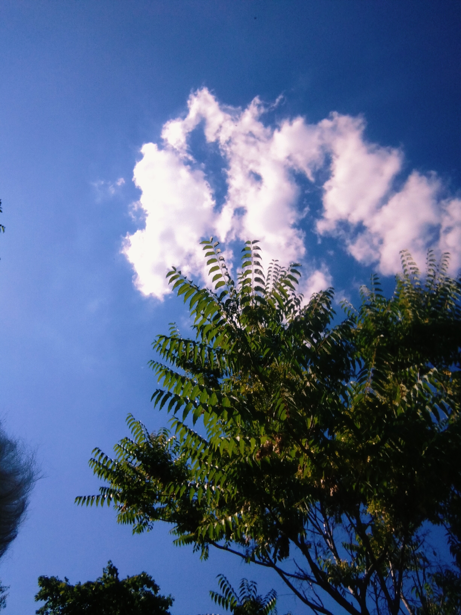 The image shows a low-angle view of a vibrant blue sky filled with fluffy white clouds. A large, leafy green tree dominates the right side of the frame, its branches reaching upwards towards the sky. Some of the leaves are catching the sunlight, creating highlights. In the lower left corner, a portion of a person's head, possibly with light-colored hair, is visible, suggesting that the photo was taken from the ground looking up. The overall impression is one of a clear, sunny day, likely late afternoon or early evening given the angle of the light and the slightly pinkish hue on some of the clouds. The setting appears to be outdoors, possibly in a park or a natural area, given the presence of the tree and the open sky. There are no visible signs of text in the image. The mood is serene and uplifting, capturing a peaceful moment in nature.