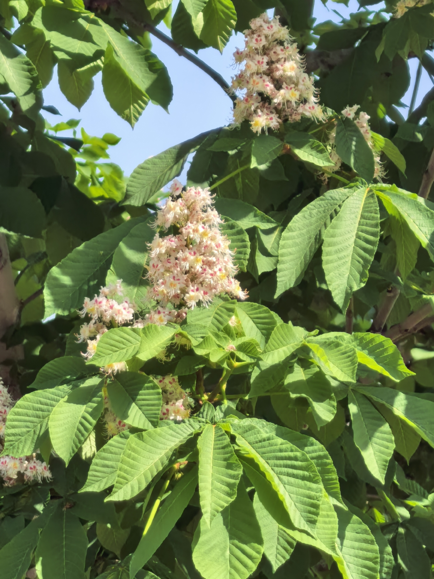 The image features a close-up view of a tree in bloom, likely located in an outdoor setting. The tree is characterized by large, green leaves with pronounced veins. Clusters of flowers, predominantly white with subtle hints of pink and yellow, are interspersed among the foliage. The background includes a glimpse of a clear, blue sky. The location of the scene is Sterlitamak, Russia.