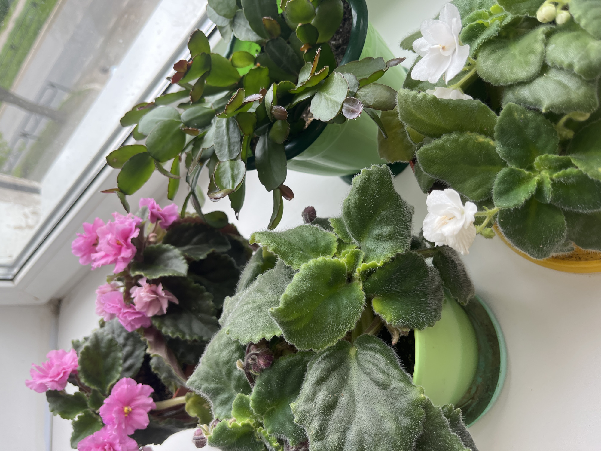 The image shows an indoor windowsill arrangement of potted plants. In the foreground, there are two African violet plants, one with fluffy green leaves and white flowers, and another with darker green leaves and pink flowers. To the right, a Christmas cactus plant with segmented green stems and what appear to be developing flower buds is visible in a green pot. The plants are on a white surface, likely a windowsill, with a blurry view of an outdoor scene through a window in the background, suggesting an urban or suburban setting with some trees and a road visible. There are no people or animals in the image. The scene appears to be a domestic indoor setting. The mention of Chaikovsky, Russia, is not supported by any visual evidence in the provided image.