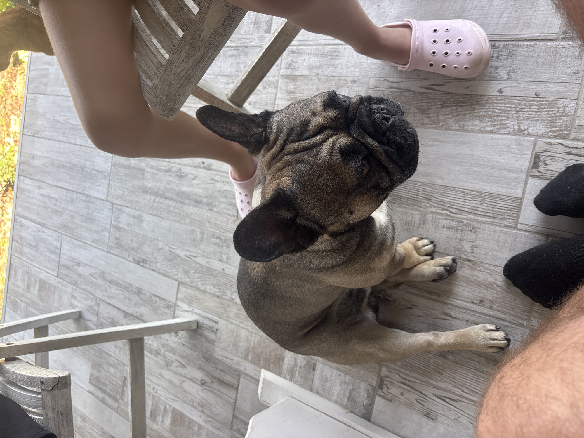 The image depicts a French Bulldog sitting on a light-colored wooden plank floor, looking upwards and to the right. The dog is fawn-colored with dark facial markings. To the right of the dog, the lower legs of a person wearing pink clogs are visible, with one leg resting on a wooden chair. In the lower left corner, a person's hairy leg and a black sock are visible. In the upper left and right corners, parts of wooden chairs are visible. The floor appears to be outdoors, possibly on a patio or balcony, with blurred greenery visible in the background. The scene is shot from a high-angle, looking down. The location is not discernible from the image.