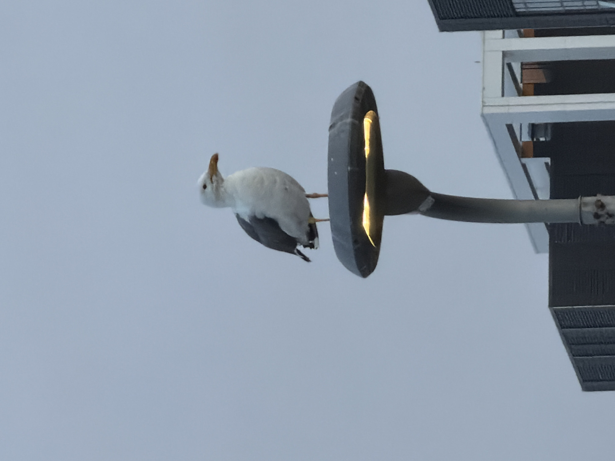 A seagull is perched on top of a street lamp. The lamp has a grey, rounded top with a lit yellow light source visible. The seagull is predominantly white with grey wings and is facing to the right. In the background, several modern buildings are visible against a pale blue sky, suggesting an urban environment. The buildings appear to be made of dark grey and white materials, with some showing louvred or panelled facades. The image suggests a daytime scene, possibly early morning or late afternoon due to the soft lighting. The location is the city of Astana, Kazakhstan.