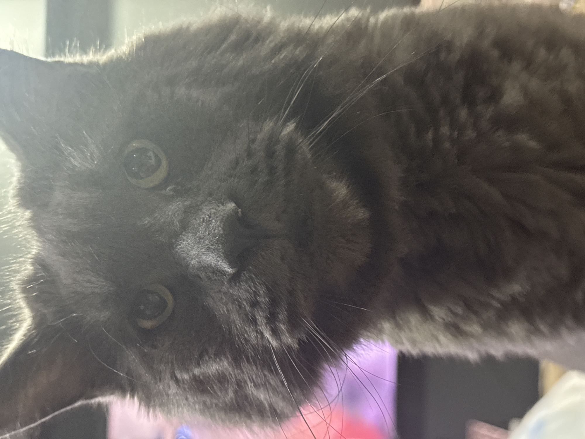 The image shows a close-up, head-on portrait of a gray cat. The cat has green eyes, a dark nose, and long whiskers. The lighting is bright, causing some glare on the cat's fur and eyes. The background is out of focus and appears to be an indoor setting with some hints of pink and purple light. There is no discernible information about the location in Gölbaşı, Turkey.