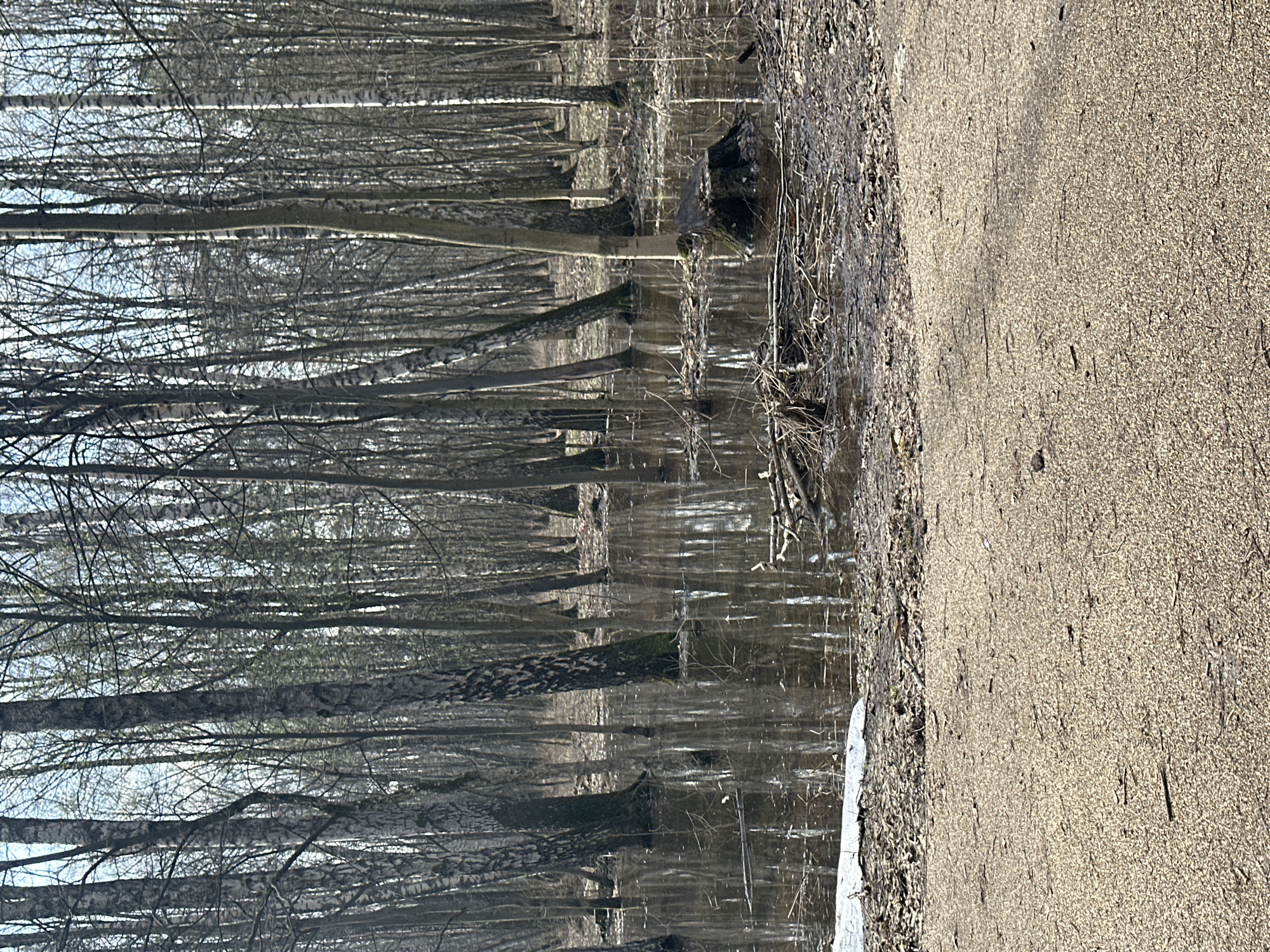 The image shows a flooded section of a park in Moscow, Russia. The standing water reflects the bare trees of a birch forest. To the right of the water is a sandy path.