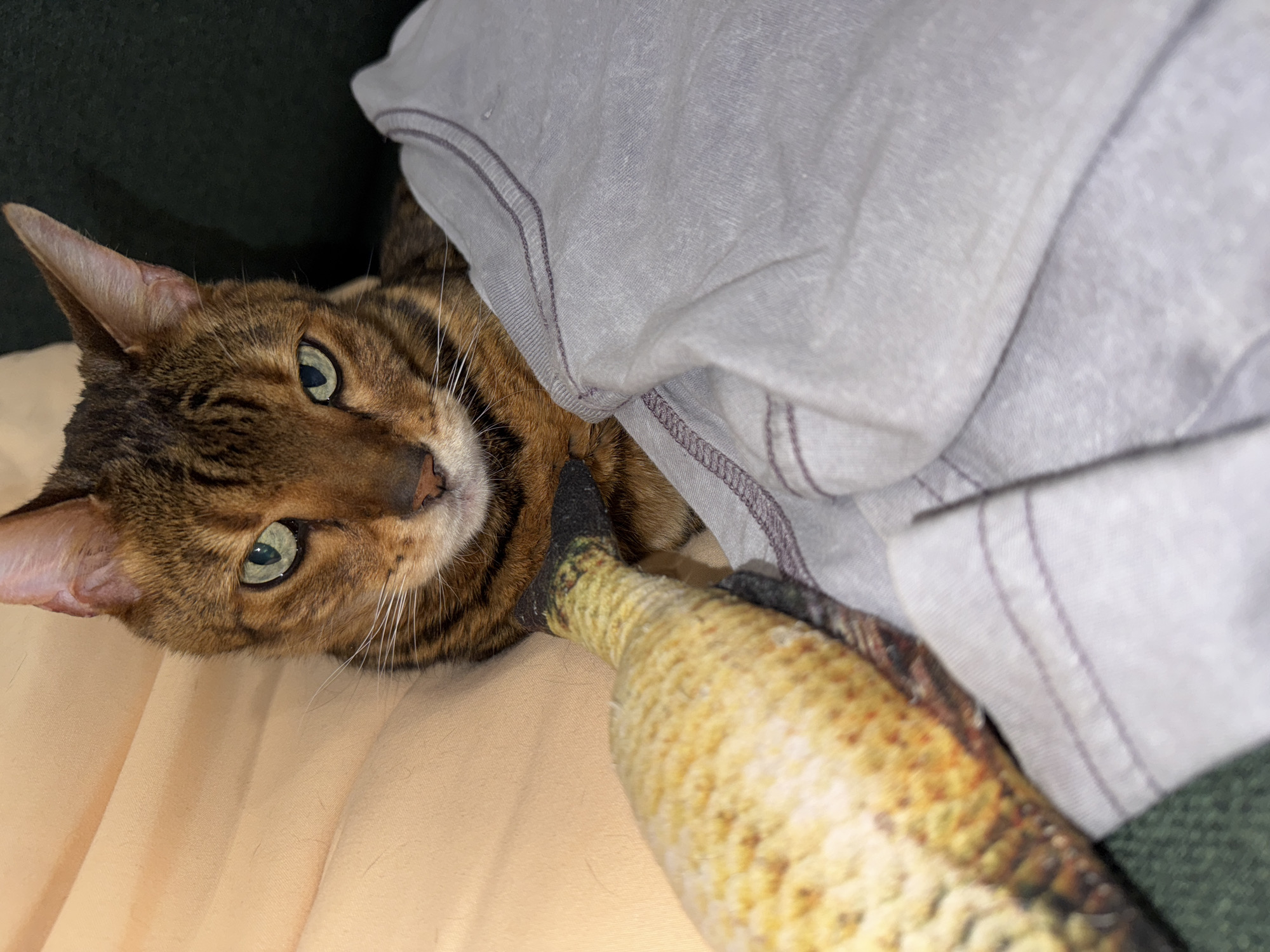A brown tabby cat lies on a beige surface next to a gray blanket, with a brown-and-yellow fish toy partially visible near the cat's chest.