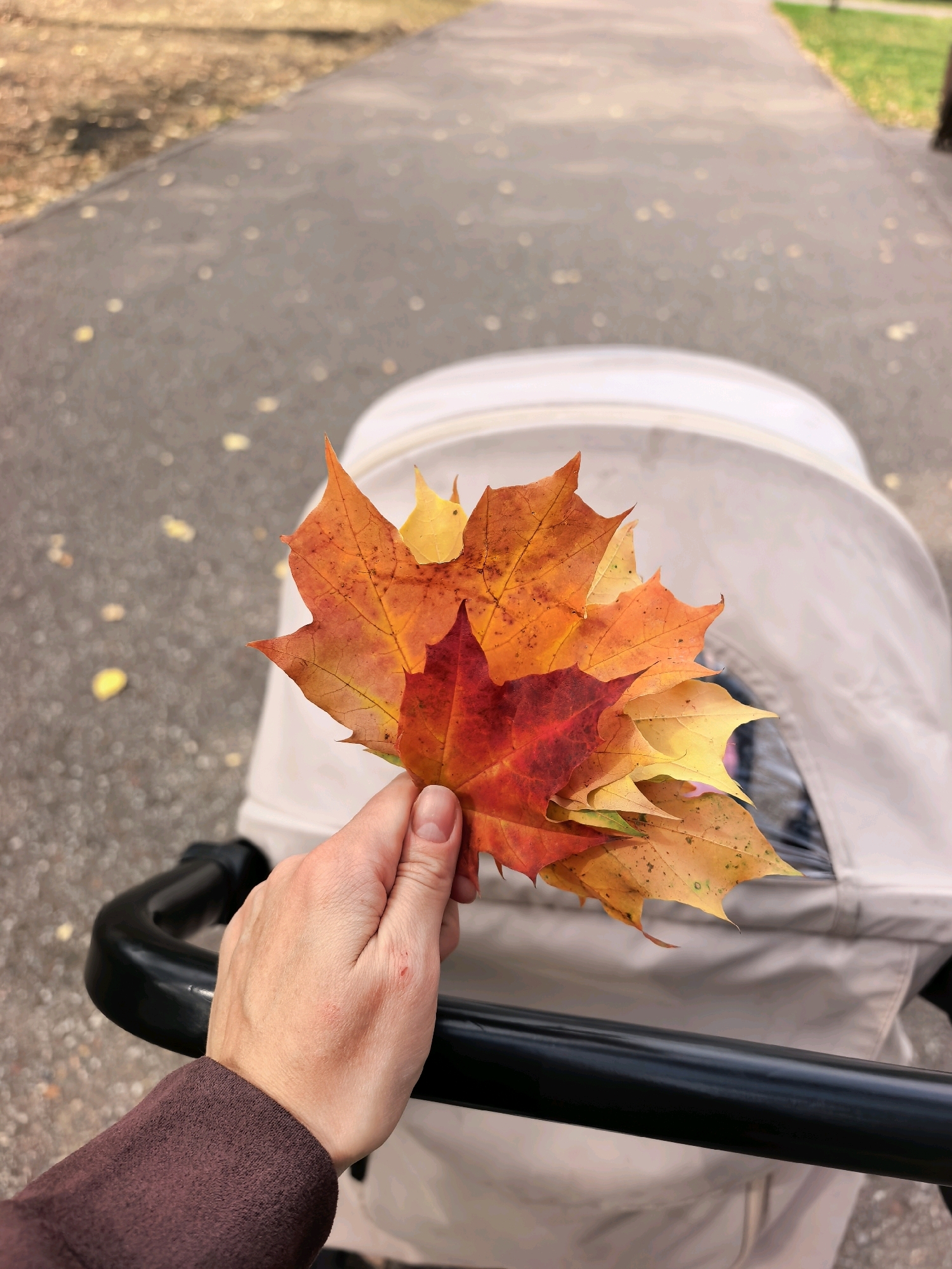 An over-the-shoulder, close-up, eye-level shot shows a person's hand holding a small bouquet of colorful autumn maple leaves in front of a cream-colored baby stroller. The hand, with visible skin texture and a few minor abrasions, wears a brown, textured sleeve. The stroller's black handle is prominent in the foreground. The background depicts a paved pathway flanked by a grassy area and fallen leaves, suggesting an outdoor setting, possibly a park or a street in Sterlitamak, Russia, during the autumn season. The overall lighting is natural and slightly diffused, typical of an overcast day.