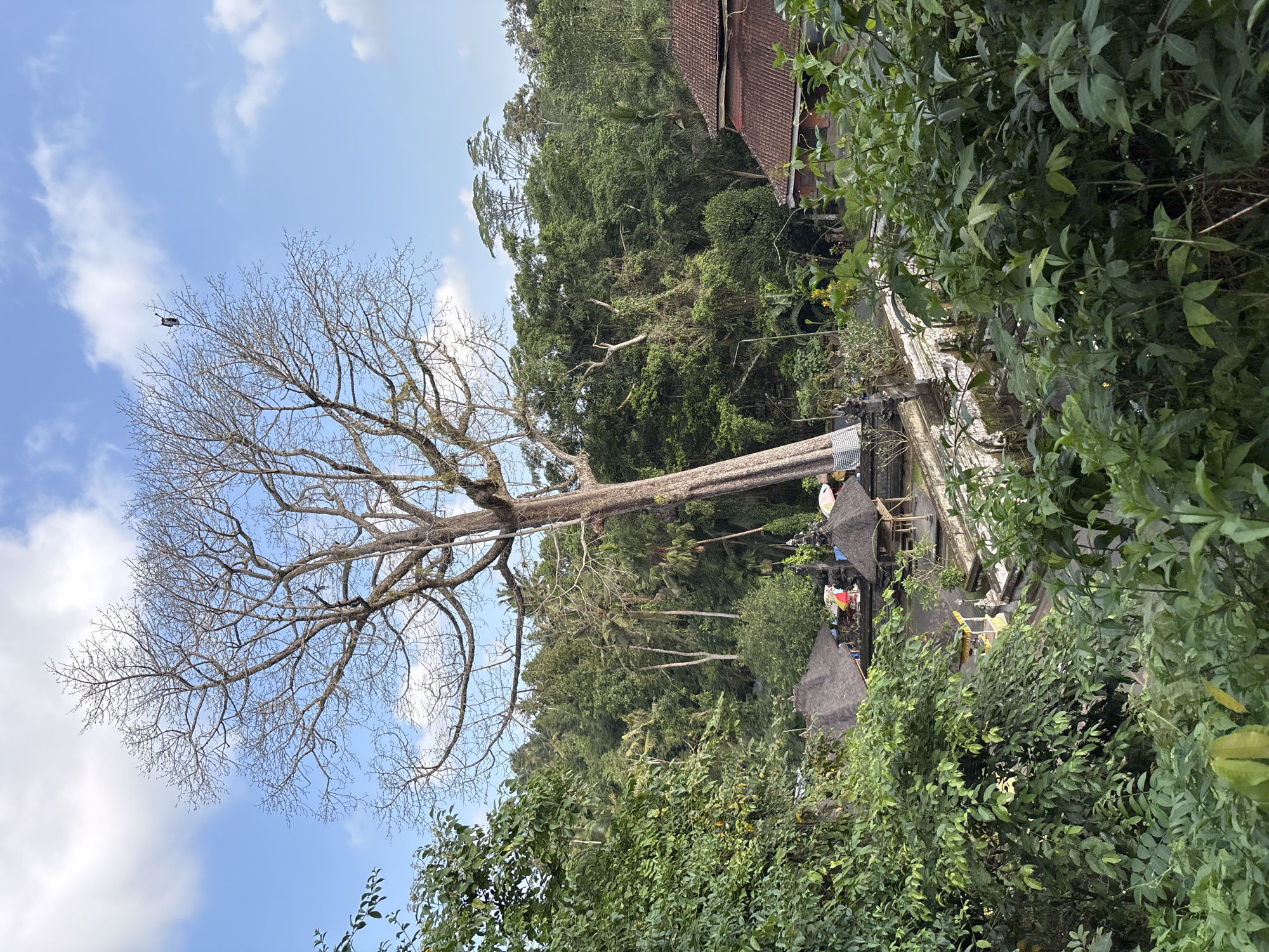 A tall, bare tree dominates the frame, its branches reaching towards a blue sky dotted with white clouds. Atop one of its highest branches, a dark-colored bird is perched. The tree is situated in a lush, green environment, with dense foliage and palm trees forming a backdrop. In the mid-ground, there are several thatched-roof structures, possibly part of a temple or cultural site. A red-tiled roof building is visible to the right. The foreground is filled with vibrant green plants, some of which obscure parts of the structures below. This scene is located in Blahbatuh, Indonesia.
