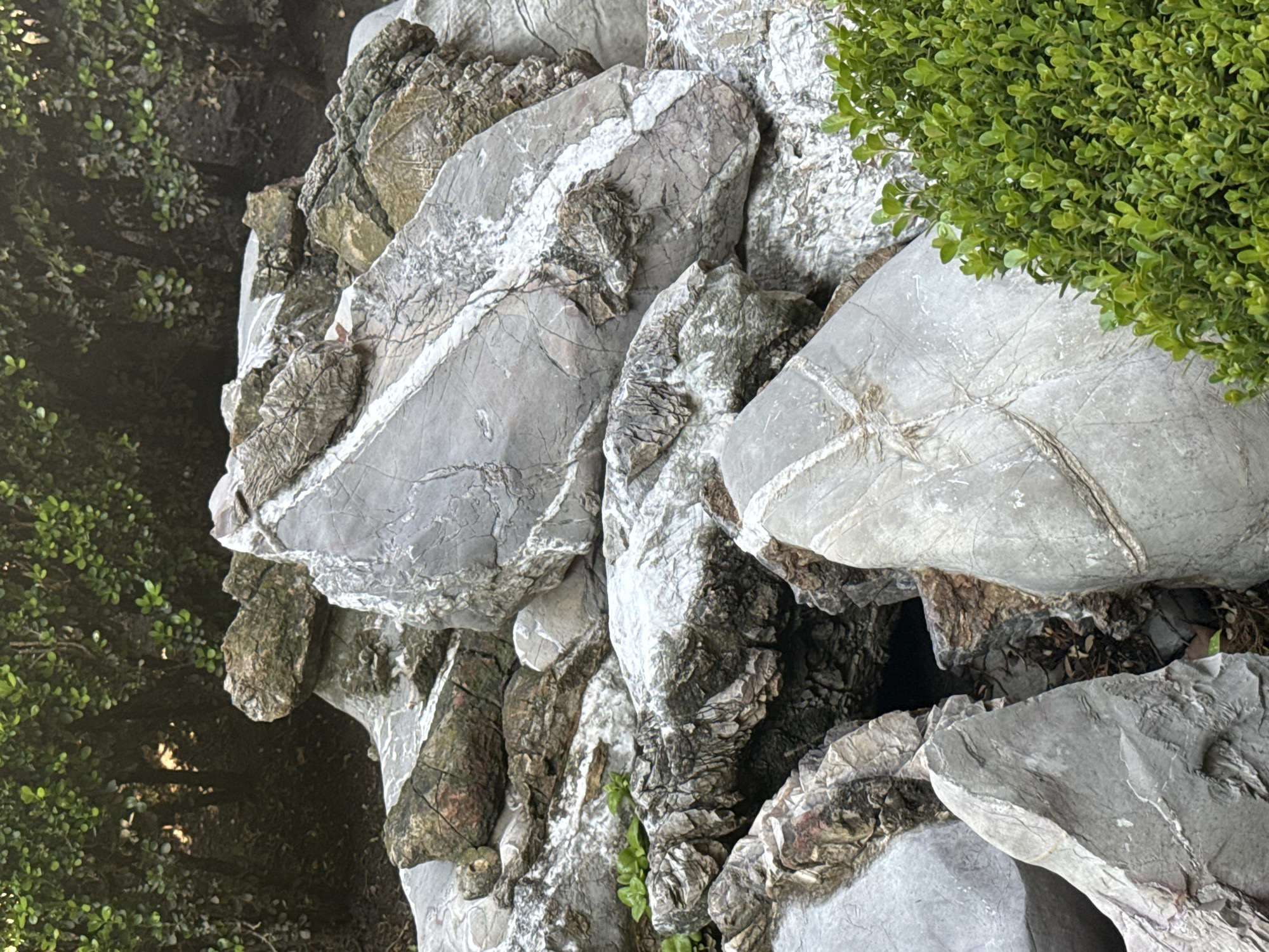 The image displays a close-up view of a rock garden or a natural rock formation, dominated by various large, irregularly shaped rocks. The rocks are primarily gray, characterized by striking white veins, fissures, and mineral deposits that create a marbled or patterned appearance across their surfaces. Some areas of the rocks show rougher, darker textures, suggesting varied geological features or weathering.
In the upper right portion of the frame, a dense, vibrant green bush with small, tightly clustered leaves is prominently featured, adding a bright organic element to the scene. More blurred green foliage and darker shadows are visible in the lower left, indicating additional vegetation or trees in the background.
The composition emphasizes the intricate details of the rocks. One notable light gray boulder in the mid-ground, towards the right, has a distinct white pattern resembling an 'X' or cross. Other rocks display complex networks of white lines traversing their gray bodies.
There are no people or specific activities depicted; the scene is a static outdoor landscape. The lighting suggests it is daytime with clear weather, indicated by the natural illumination and lack of harsh shadows. No visible text is present in the image. The overall impression is one of a textured natural environment, possibly a decorative element within a garden in San Andrés Cholula, Mexico.