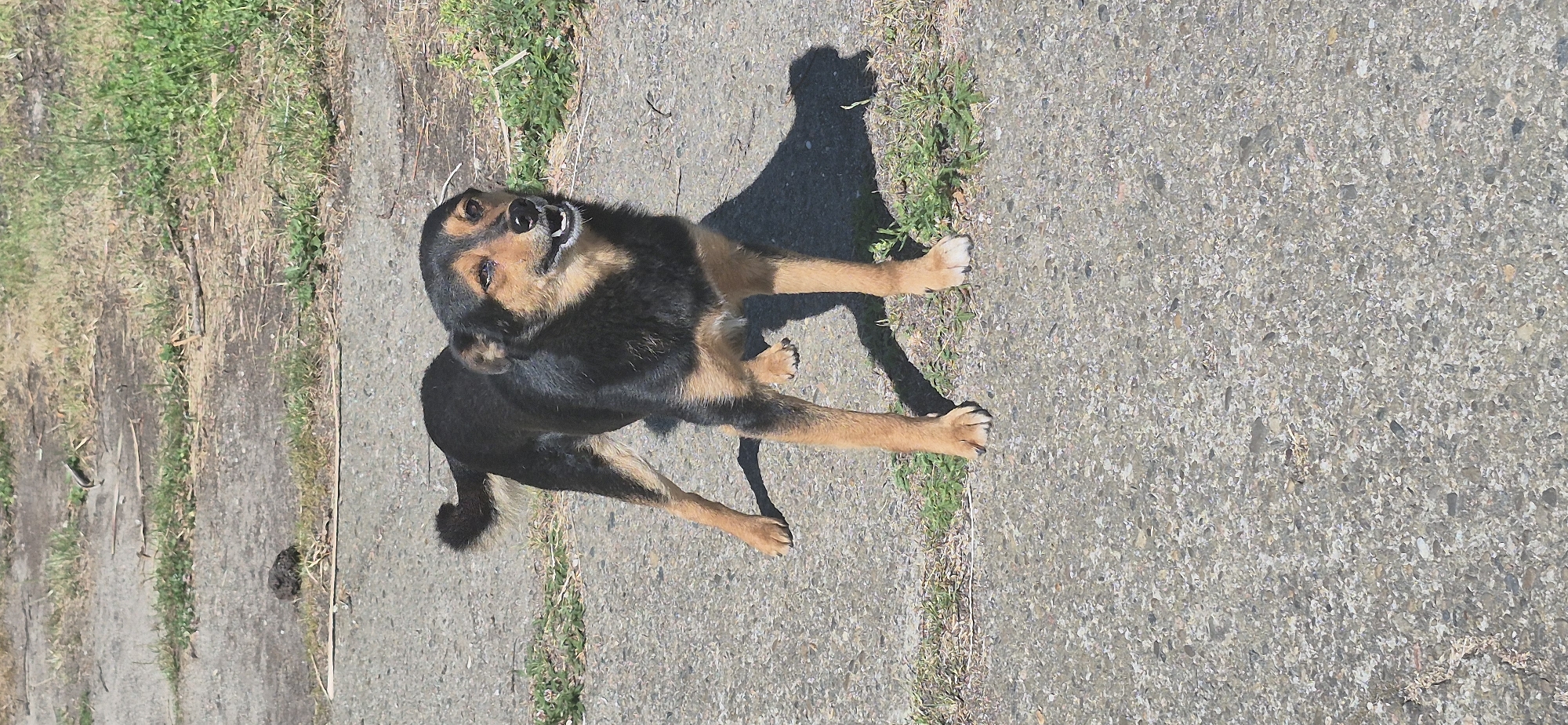 A medium-sized dog with black and tan fur stands on a paved surface. The dog is facing the camera, with its mouth open as if panting or barking. Its tail is curled upwards. The background consists of dry grass and dirt. The scene is outdoors, likely in a city area given the paved ground. This specific location is identified as Ivancea, Moldova.