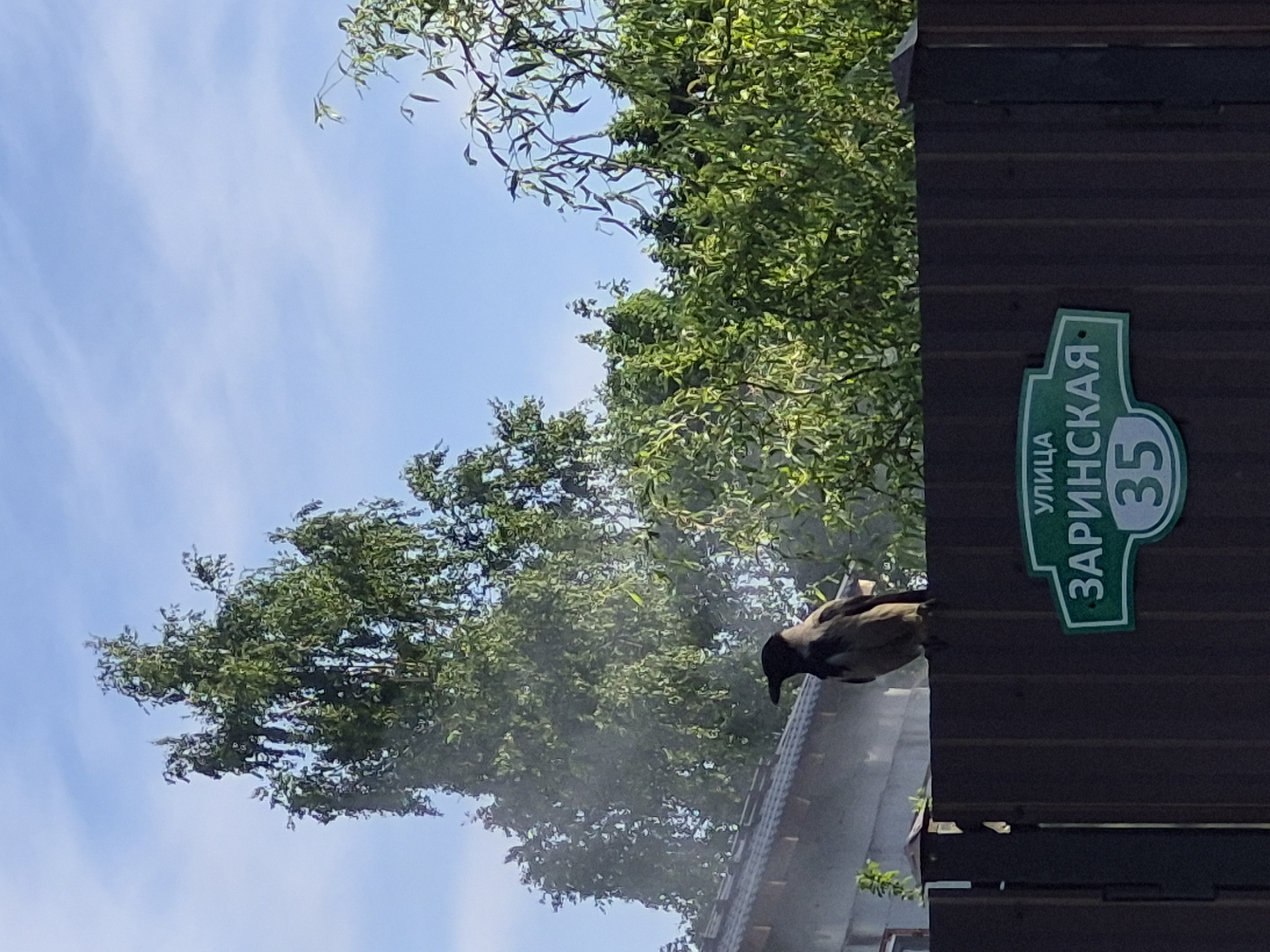 A crow perches on a brown wooden fence in front of a green tree. A green sign on the fence reads "УЛИЦА ЗАРИНСКАЯ 35". The sky is blue with some clouds.