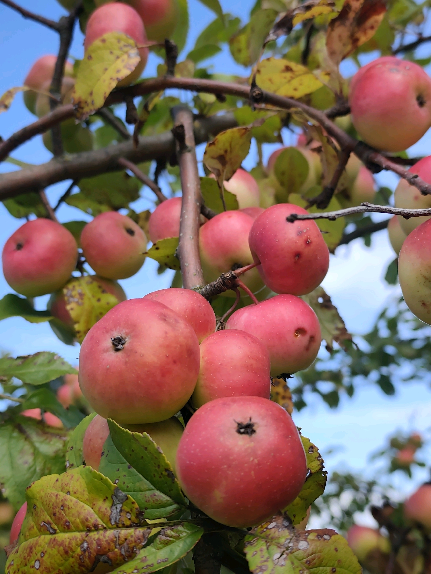 In a close-up, low-angle shot, numerous ripe red apples hang from the branches of an apple tree, set against a bright blue sky. The apples, with varying degrees of redness and some showing hints of yellow-green, cluster together on the branches. Green leaves, some showing signs of autumnal browning and spotting, are interspersed among the fruit. The branches themselves are brown and rough. The overall impression is a natural, outdoor scene in what could be an orchard or a garden. This image is not specific to Jonava, Lithuania, and no elements in the visual data suggest this particular location.