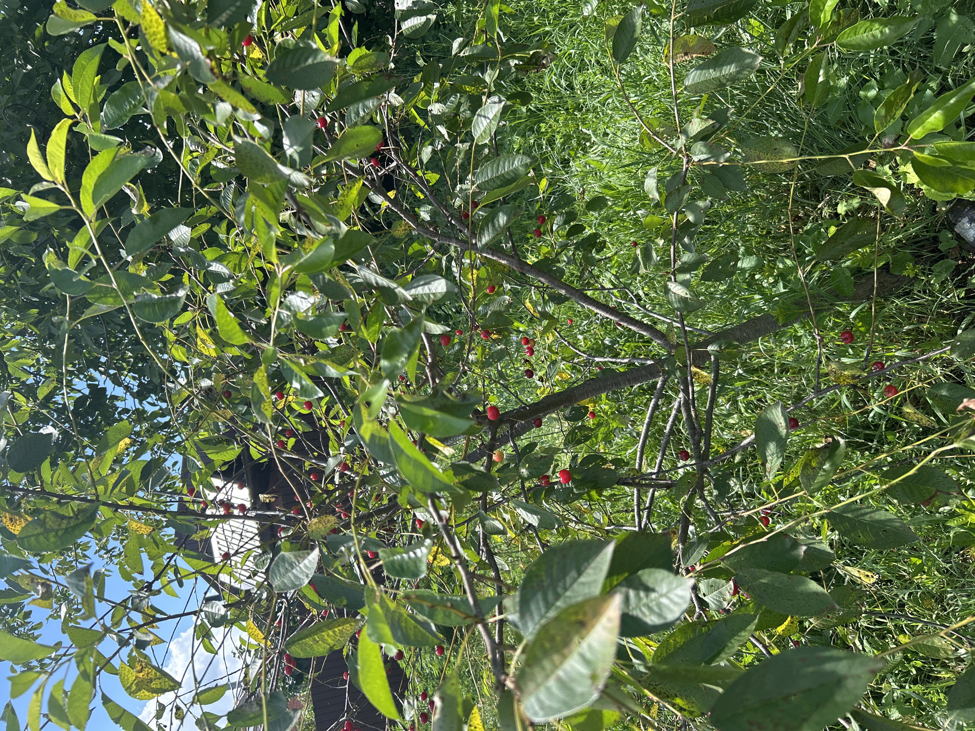 The image shows a close-up view of a tree branch laden with small, red cherries. The cherries are ripe and scattered amongst the vibrant green leaves, some of which display yellowing or browning spots. The branches are thin and winding, reaching out into the frame. In the background, lush green grass and foliage are visible, suggesting an outdoor, natural setting. Sunlight dapples through the leaves, casting shadows and highlighting the textures of the foliage and fruit. The sky, a bright blue with hints of white clouds, is visible in the upper left portion of the image, peeking through the canopy. A building with a dark, textured facade and a white-tiled roof is partially visible behind the branches, suggesting the tree is growing near a structure. The overall impression is one of a late summer or early autumn harvest. There is no visible text.