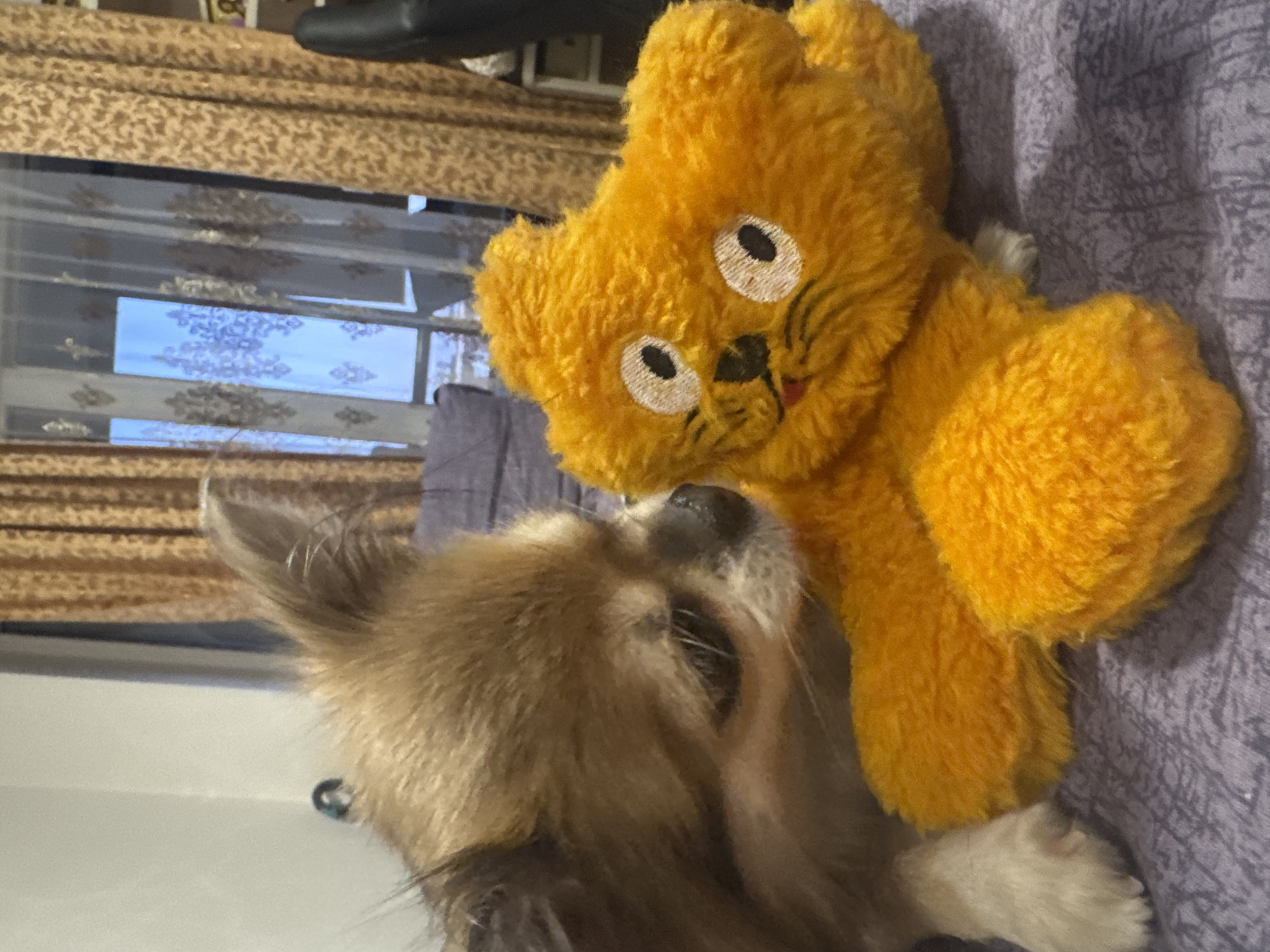 The image depicts a long-haired Chihuahua dog, predominantly light brown and tan, in an indoor residential setting identified as Saint Petersburg, Russia. The dog is positioned on the left side of the frame, lying on a muted purple-grey textured fabric surface, possibly a bedspread or blanket. Its head is turned to the right, with its snout closely approaching a bright yellow, fuzzy plush toy. The toy features two large white embroidered eyes with black pupils, a small black embroidered nose, and thin black embroidered whiskers. A single white paw of the dog is visible in the lower-left foreground.
In the background, a light-colored wall is visible to the left. Central to the background is a window covered by sheer white curtains adorned with a repeating gold damask-like pattern. To the right of these, heavier brown curtains with a similar, ornate pattern are drawn, partially obscuring the window frame. Through the visible pane of the window, a light blue tone suggests the outdoor light or sky. A blurred, dark grey upholstered object, possibly a headboard or sofa back, is situated behind the dog and to the left of the window. On the far right, a section of a dark, possibly leather, chair and indistinct objects on a shelf are visible. The scene captures a gentle interaction between the dog and its toy.