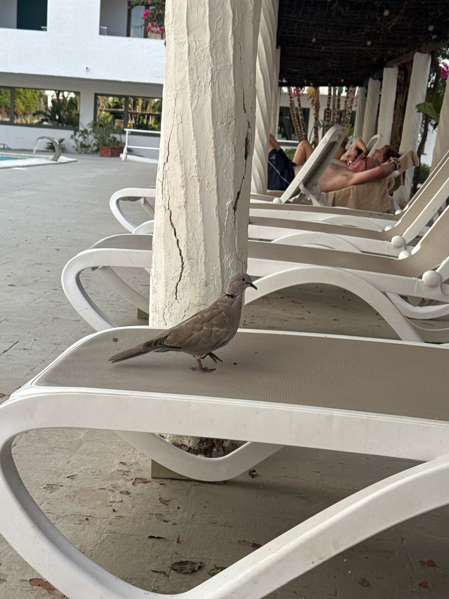 A Eurasian collared-dove stands on a beige and white lounge chair in the foreground. The dove is facing left and its head is slightly tilted. In the background, two men recline on lounge chairs under a thatched roof. The scene appears to be an outdoor seating area, possibly at a resort or hotel, with white pillars and white lounge chairs. There is a swimming pool visible to the left of the image. The overall environment suggests a warm, sunny climate. The location is specified as Isola delle Femmine, Italy.