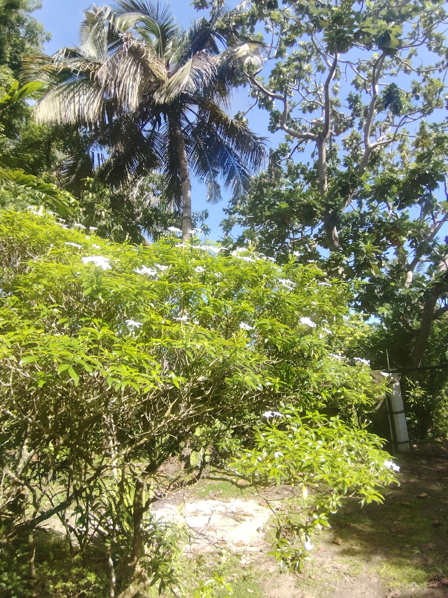 The image displays a vibrant outdoor scene filled with diverse tropical or subtropical vegetation under a clear blue sky. In the foreground, a bushy plant with abundant bright green leaves is covered in numerous small white flowers, suggesting a flowering shrub. Behind this, a tall palm tree with dark fronds extends upwards on the left, partially obscuring the sky. To the right, another large tree with prominent, gnarled branches and dense green foliage stands against the blue, its leaves appearing darker and broader than those of the foreground shrub. The ground in the lower portion of the image consists of exposed earth, some sparse green growth, and lighter patches. A light-colored vertical structure, possibly a utility pipe or pole with dark bands, is partially visible on the far right, nestled among the dense greenery. The scene is bathed in bright daylight, indicating clear and sunny weather. No people or specific activities are depicted, and no text is visible. The overall impression is one of a lush, natural environment.