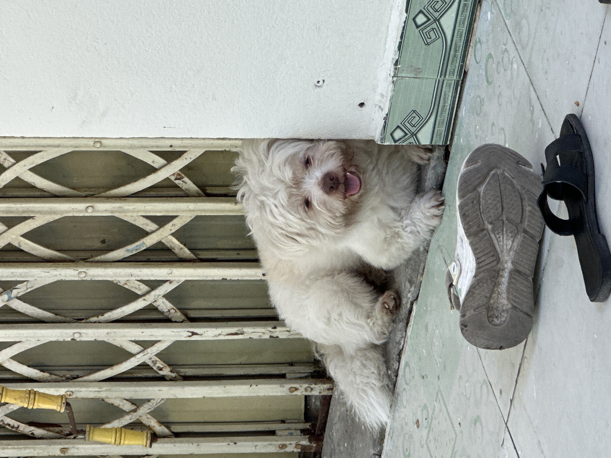 In Đà Nẵng, Vietnam, a fluffy white dog with a pink nose and tongue sticking out rests by a wall next to a metal gate. The dog appears to be lying down, leaning against the wall, with its body facing left and its head turned towards the viewer. In the foreground, a worn grey sneaker is lying on its side, sole up, with a black sandal to its right. The ground is tiled with a light green and white pattern. The metal gate, painted white with rust spots, is folded and partially obscuring the background, which is dimly lit. The wall is a textured white, with some light green tiled decorative trim at the bottom.
