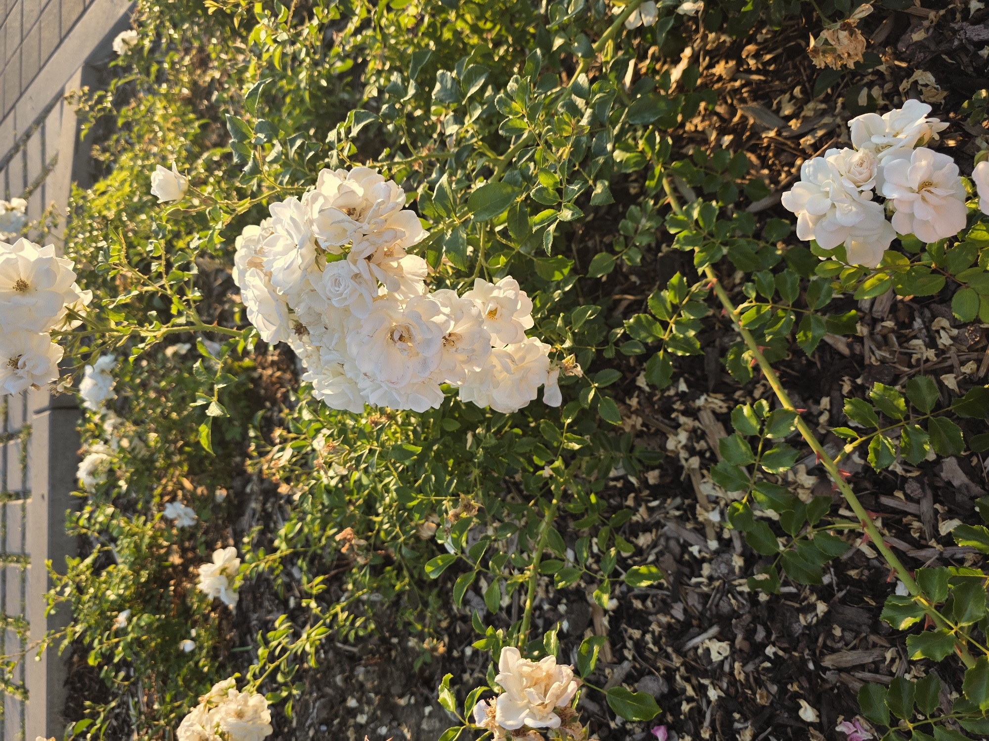 A low-angle outdoor shot captures a cluster of white roses in bloom, with a backdrop of lush green foliage and brown mulch. The roses are the focal point, with delicate petals catching the warm glow of what appears to be late afternoon sunlight. The plants are situated in what seems to be a garden bed, possibly in a park or a residential area, with hints of a paved walkway in the upper portion of the frame. The lighting creates a soft, diffused effect, highlighting the textures of the rose petals and leaves. The scene is peaceful and serene, evoking a sense of natural beauty.
