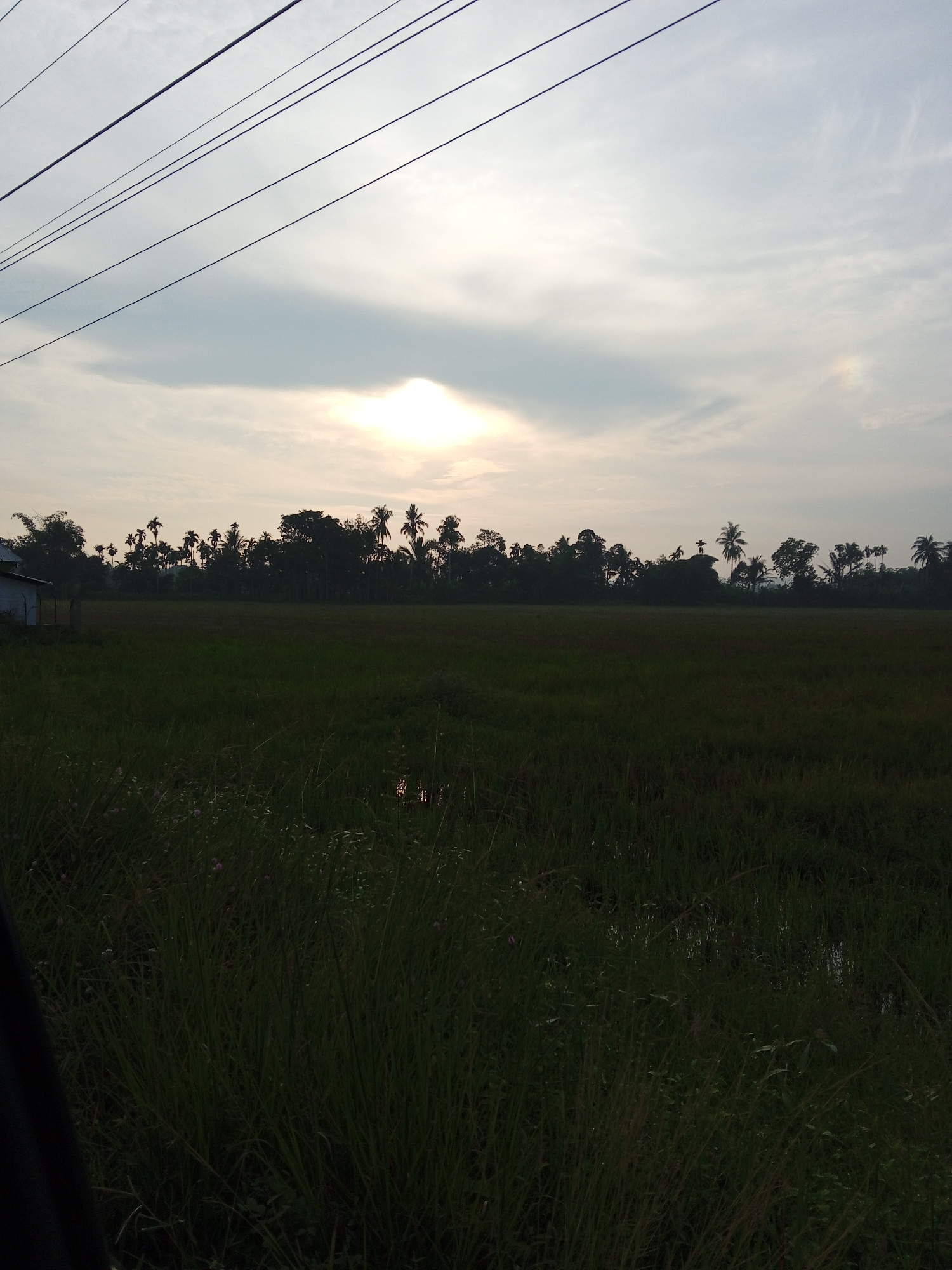 The image depicts a rural landscape at Kilometer Delapan, Indonesia, likely during sunrise or sunset due to the soft, diffused light. In the foreground, tall, dark green grass with scattered pink wildflowers dominates the lower half of the frame. A portion of a black object, possibly the side of a vehicle, is visible on the far left. Beyond the grass, a vast field of green crops, likely rice paddies, stretches into the mid-ground. The field has some areas of standing water reflecting the sky. A line of diverse trees, including palm trees, forms a dark silhouette against the sky in the background. To the far left of the treeline, a portion of a white building with a dark roof is visible. The sky is a pale blue with wispy white clouds and a soft glow where the sun is partially obscured. Several dark power lines stretch across the upper portion of the sky. A faint, small rainbow or atmospheric optical phenomenon is visible in the upper right quadrant of the sky. There are no people or animals visible in the scene.