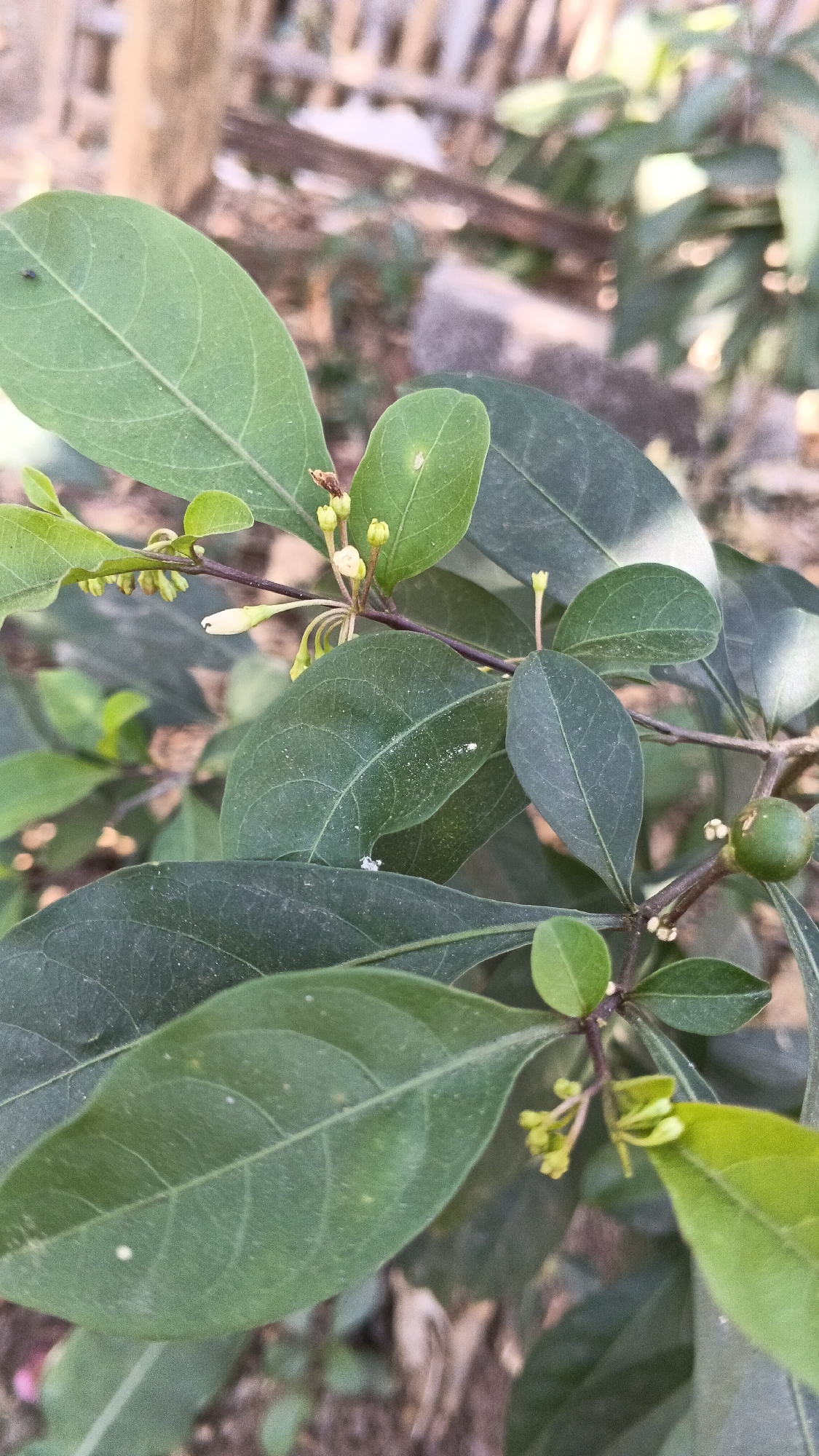The image shows a close-up of a plant with green leaves and small yellow flowers. The leaves are oval-shaped with visible veins. Some of the flowers are budding, while others are partially open. There is also a small green fruit visible on a stem. The background is blurred, showing what appears to be a wooden fence and foliage, suggesting an outdoor setting. The lighting suggests it is daytime. No people or animals are present in the image.