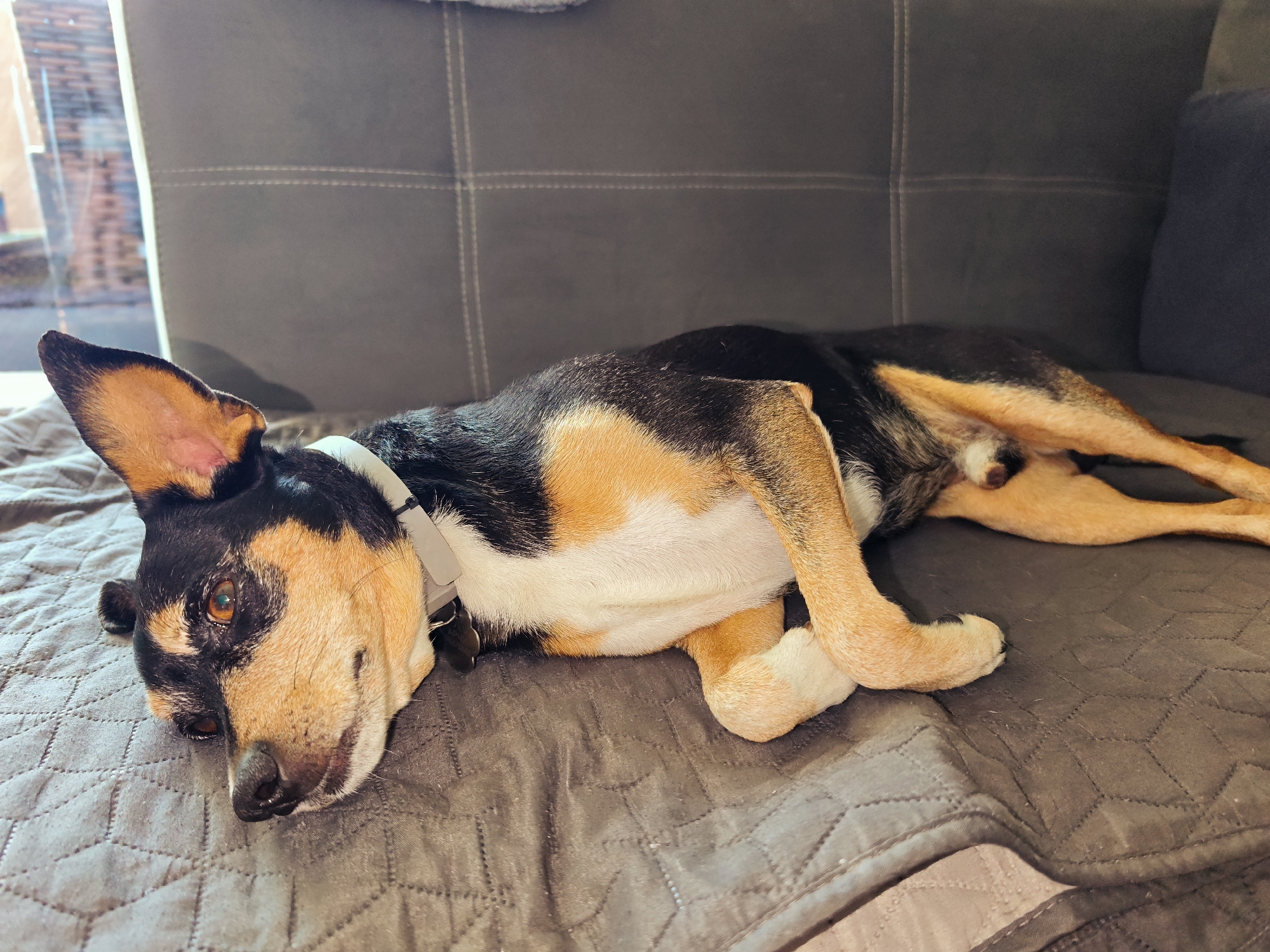 A medium shot captures a dog resting on a couch. The dog, a mix of black, brown, and white, is lying sideways with its head near the left edge of the frame and its body stretched towards the right. The dog's front paws are crossed, and it appears relaxed. A white collar is visible around its neck. The couch is upholstered in a textured gray fabric. The background is slightly out of focus, showing a window. The location is the city of Burgas, Bulgaria.